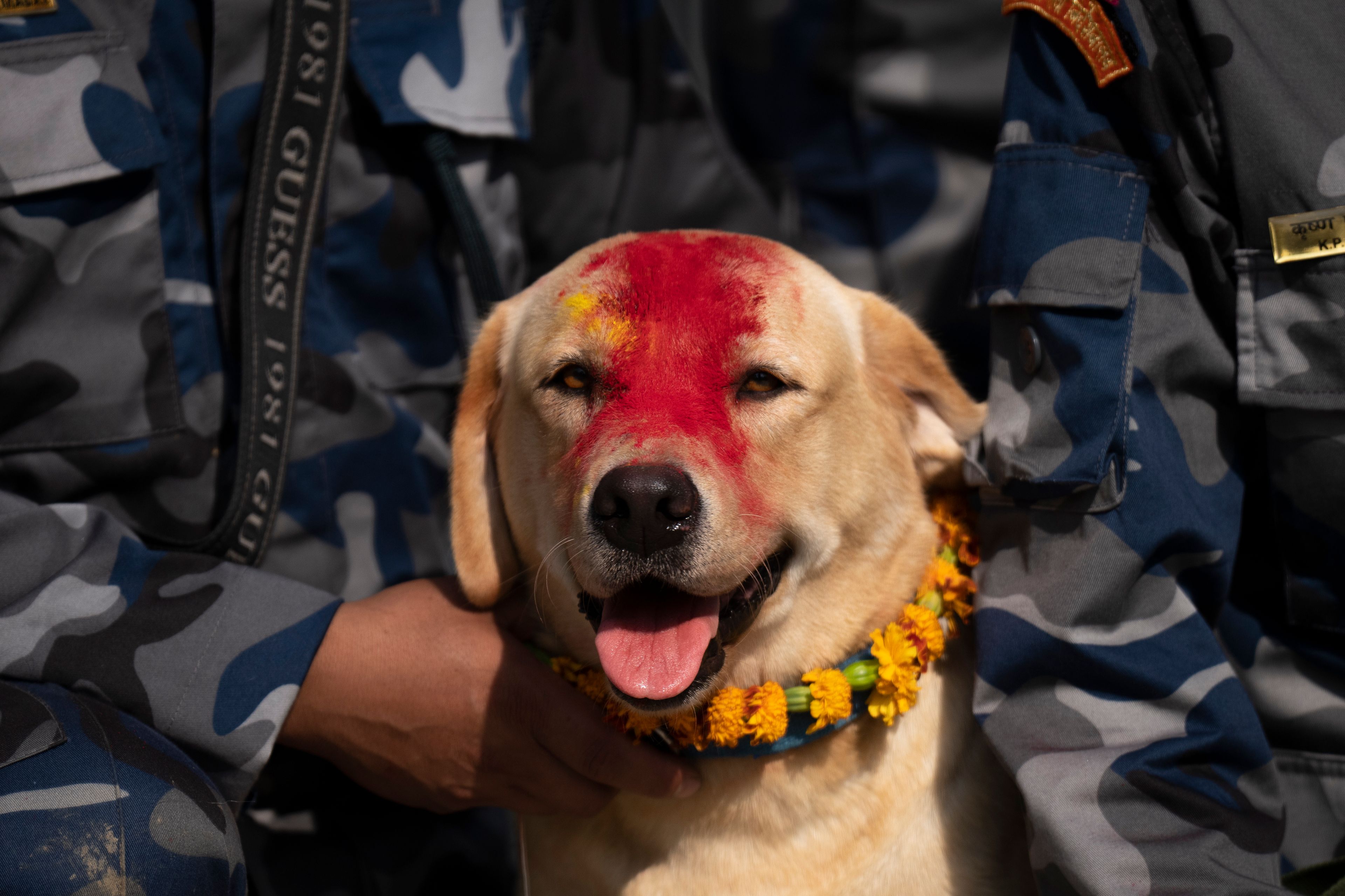 A Nepal's Armed Police Force dog sits decorated with a garland of flowers after being worshipped at their kennel division during Kukkur Tihar festival in Kathmandu, Nepal, Thursday, Oct. 31, 2024. Every year, dogs are worshipped to acknowledge their role in providing security during the second day of five days long Hindu festival Tihar. (AP Photo/Niranjan Shrestha)