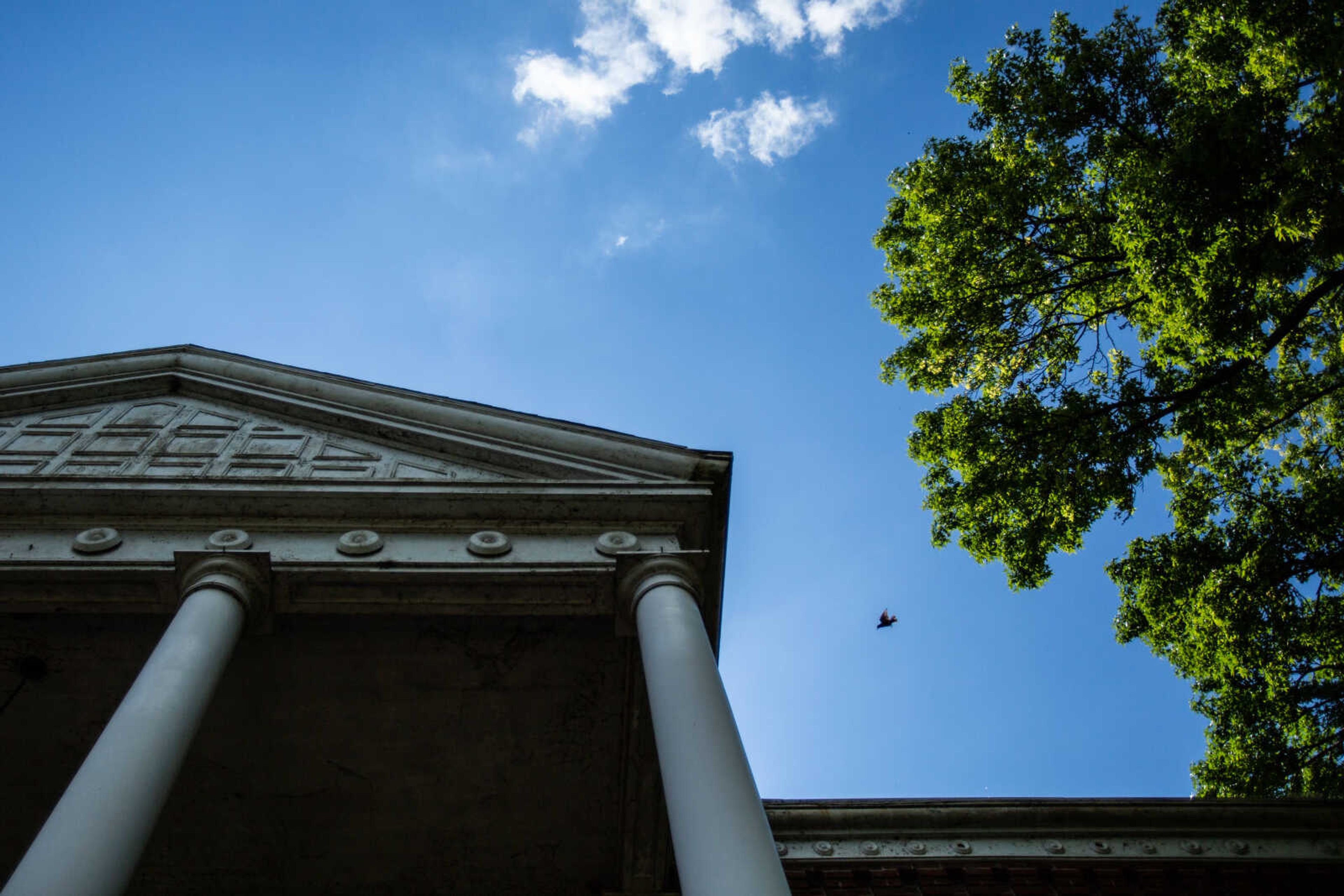 A bird flies between trees and a nest in the portico of the Common Pleas Courthouse on Tuesday, June 16, 2020.