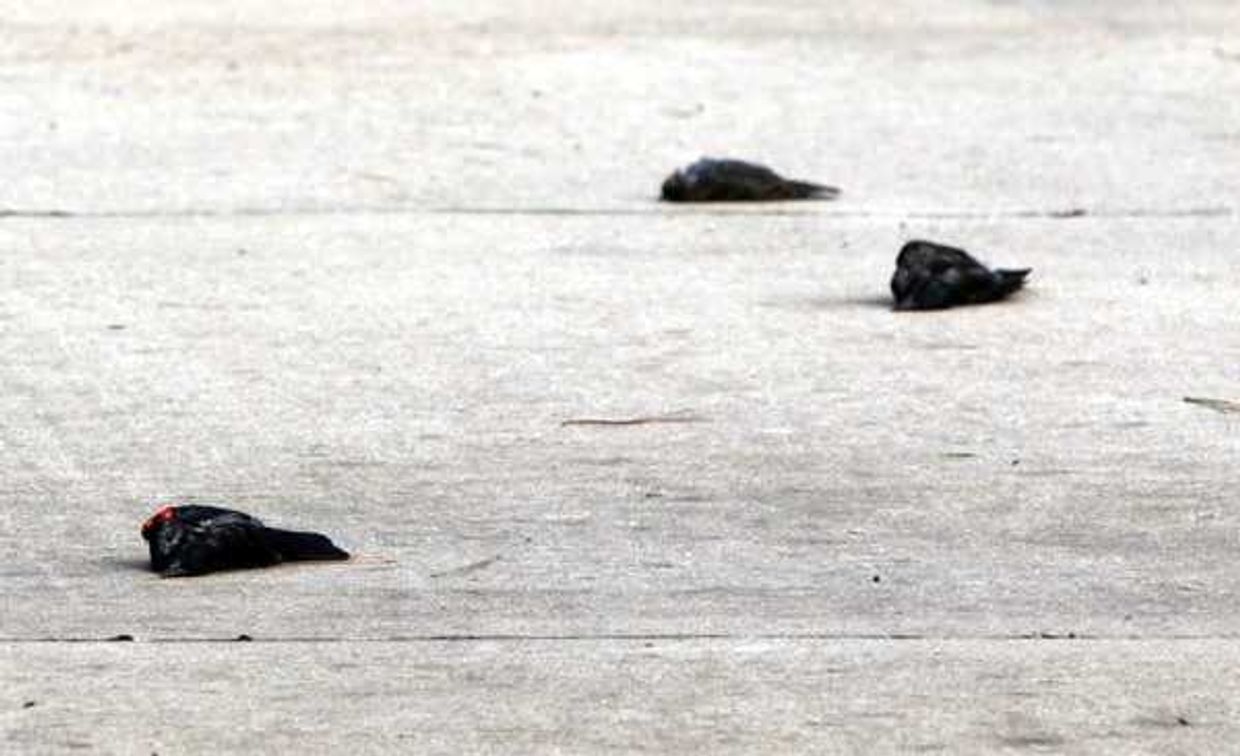 Dead birds are seen in a driveway along Wakefield Avenue on Tuesday in Sikeston, Missouri. Weather is being blamed for the large number of dead birds found on the west end of Sikeston after Sunday night's storm.