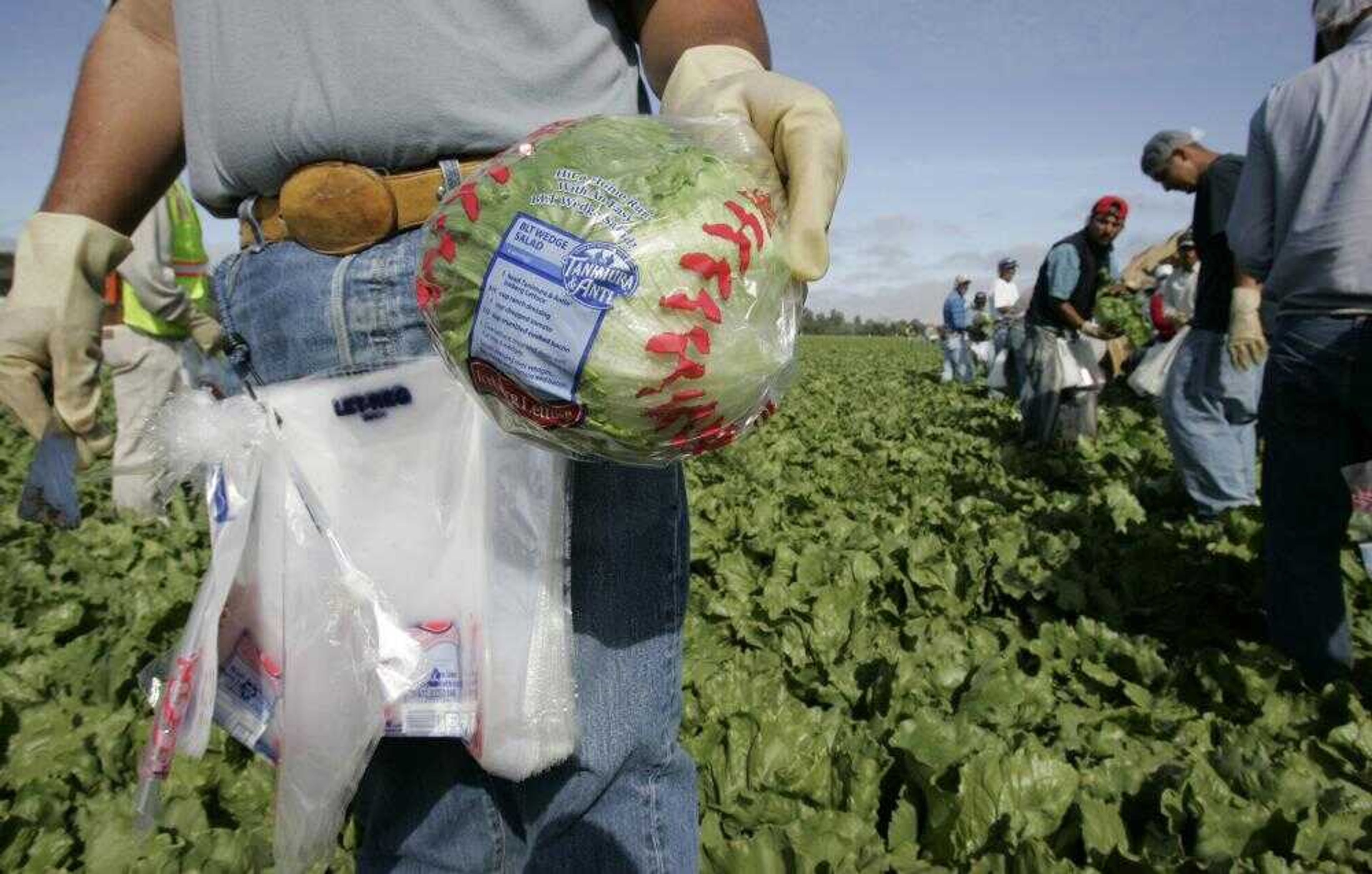 Worker Rojelo Arevelo picked lettuce in Salinas, Calif. Salinas grower Tanimura and Antle will wrap their heads of iceberg in baseball-stitched wrappers called "Hit A Home Run This Father's Day" at supermarkets in June in an attempt to regain market share from romaine and salad mix. Their campaign raises the question of whether foods that are falling out of fashion can be revived through promotion. (PAUL SAKUMA ~ Associated Press)