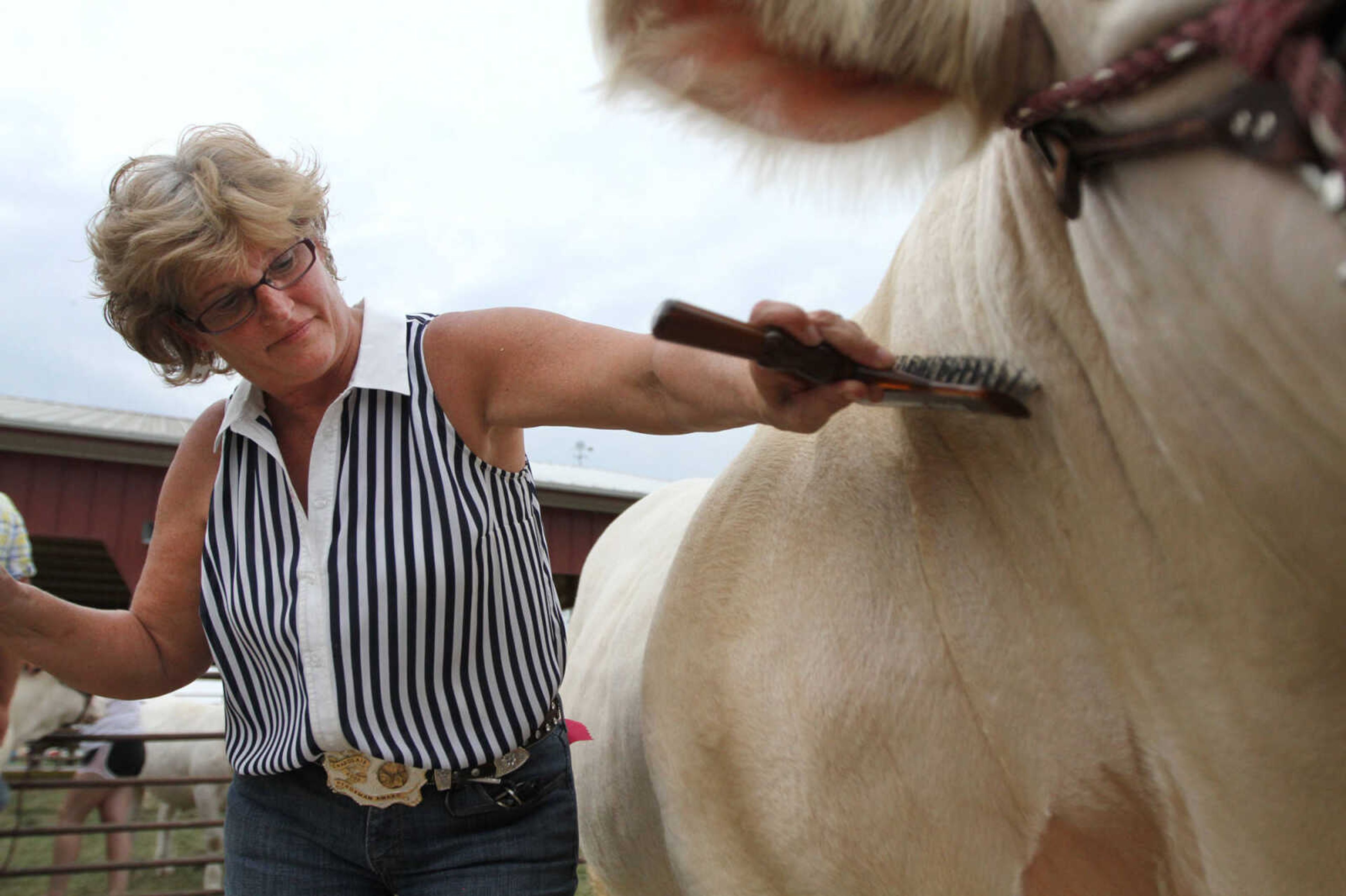 GLENN LANDBERG ~ glandberg@semissourian.com

Carol Haley brushes a Charolais bull in preparation for showing it during the SEMO District Fair Wednesday, Sept 10, 2014 at Arena Park in Cape Girardeau.