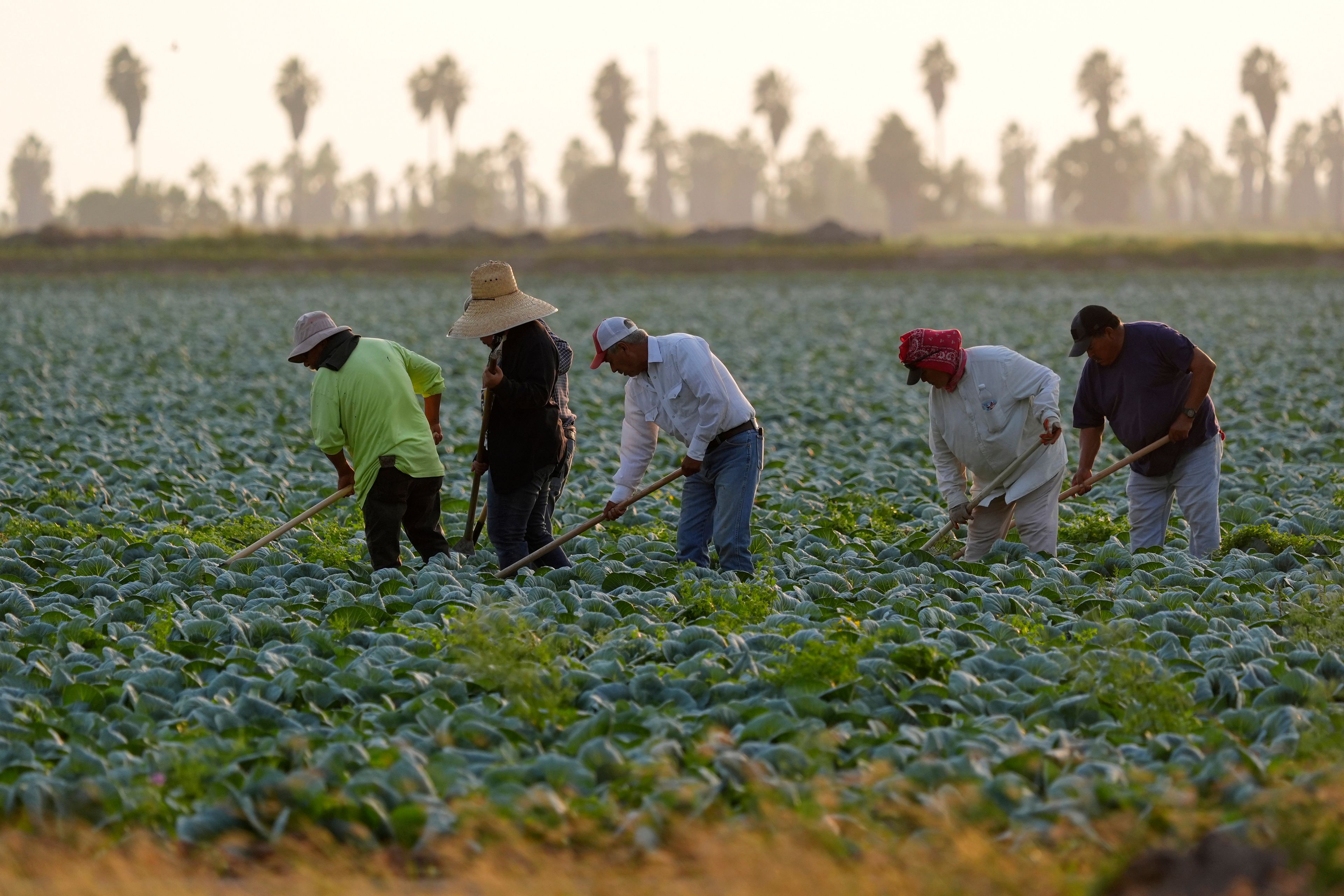 Workers use hoes to break up soil in a cabbage field near the Texas-Mexico border, Monday, Nov. 4, 2024, in Alamo, Texas. (AP Photo/Eric Gay)