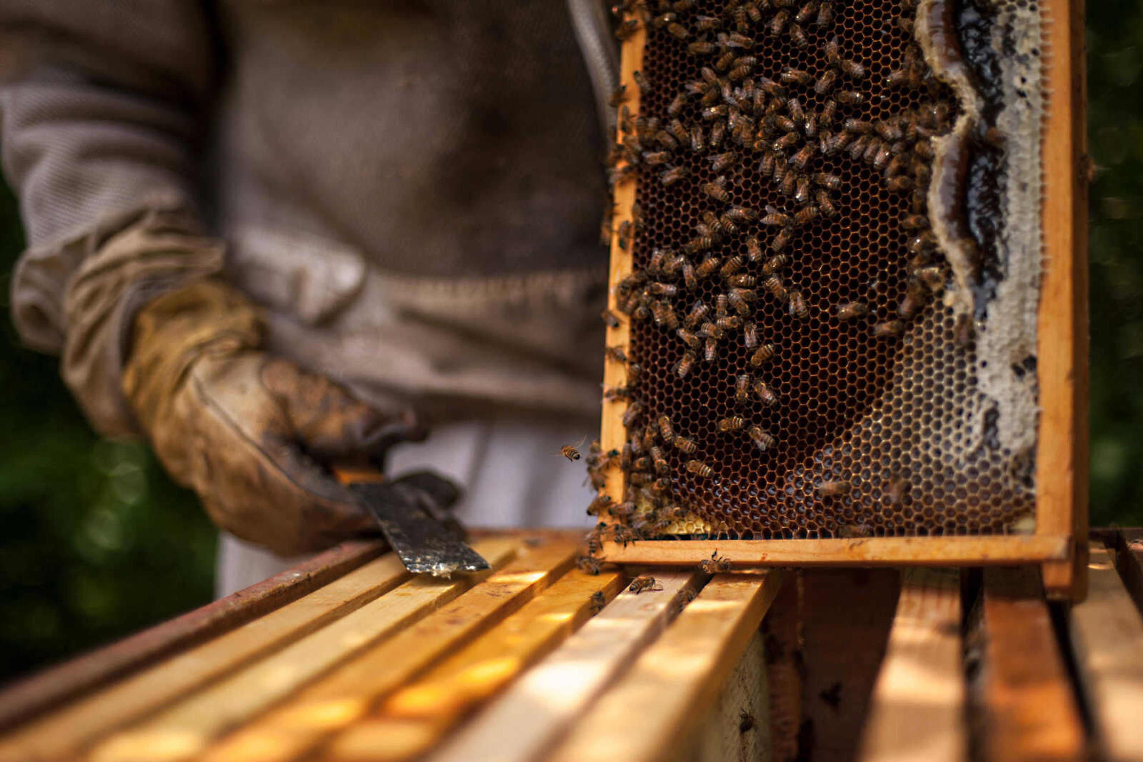 Paul Koeper displays a rack of bees and honeycomb while checking one of his hives in Jackson.