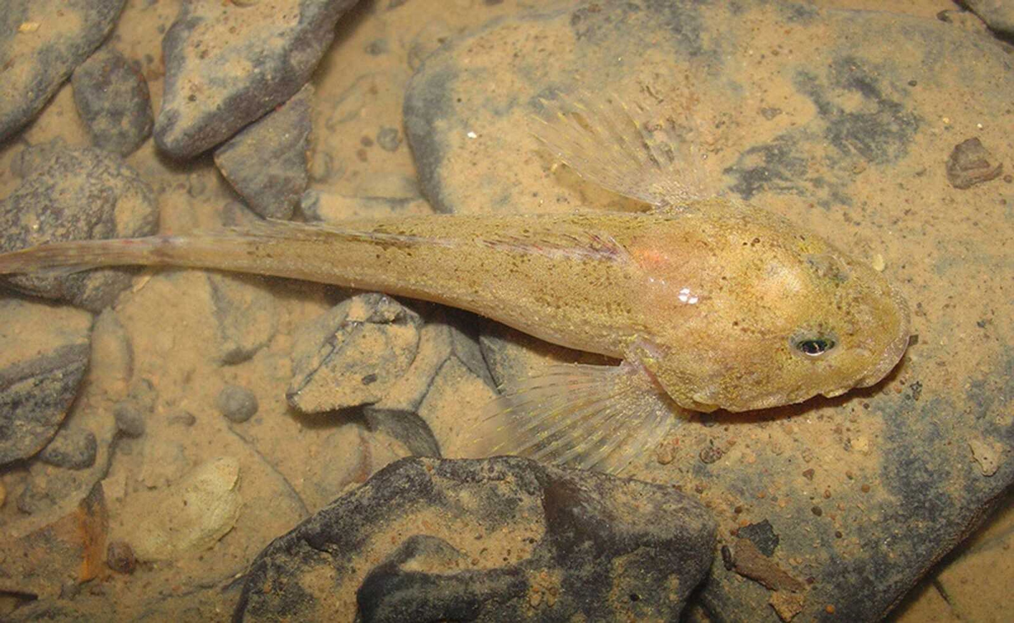 The grotto sculpin is a cave-dwelling fish believed to be found only in
Perry County, Mo.