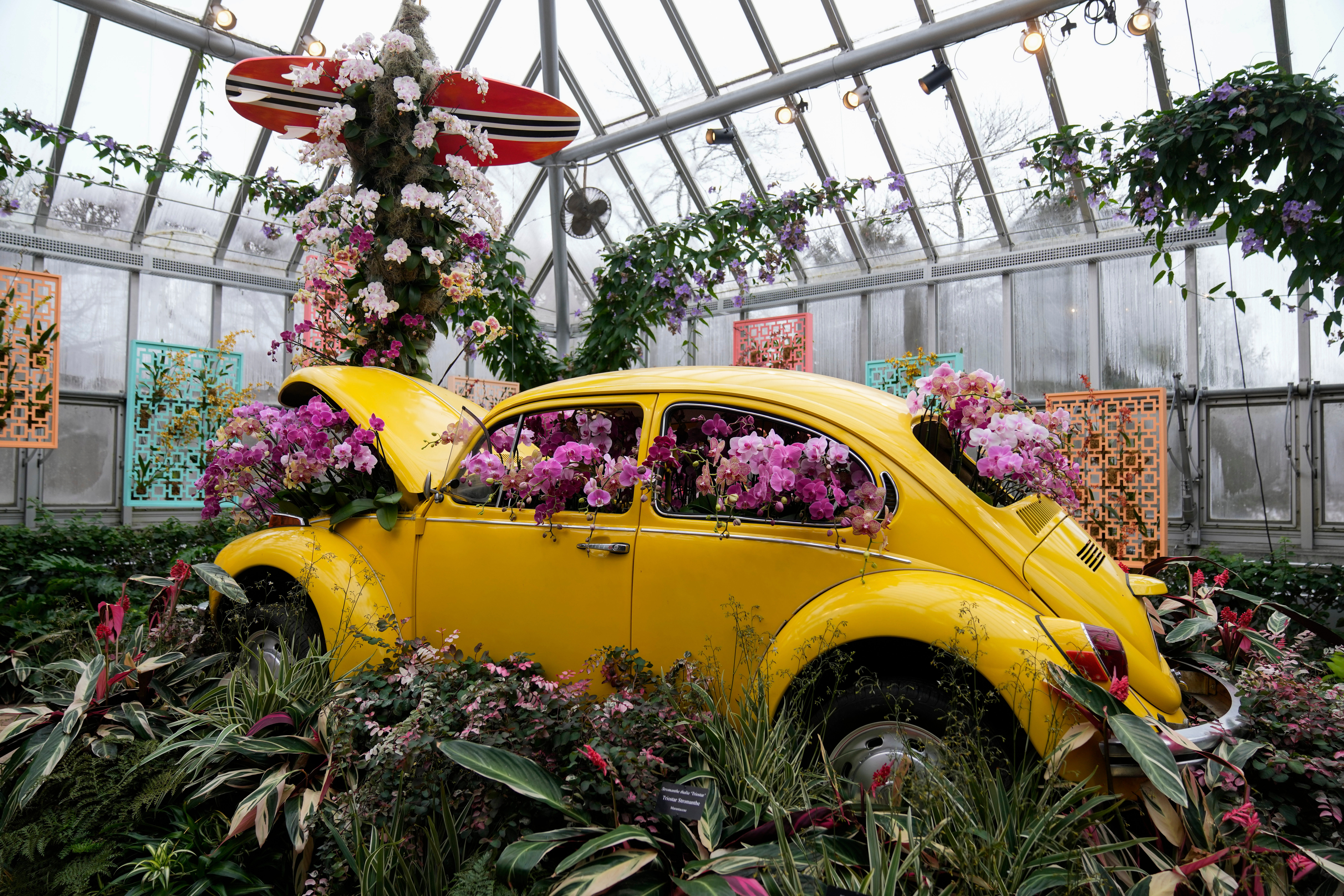 カーオーディオ flower Photos of Chicago's retro '70s themed orchids show