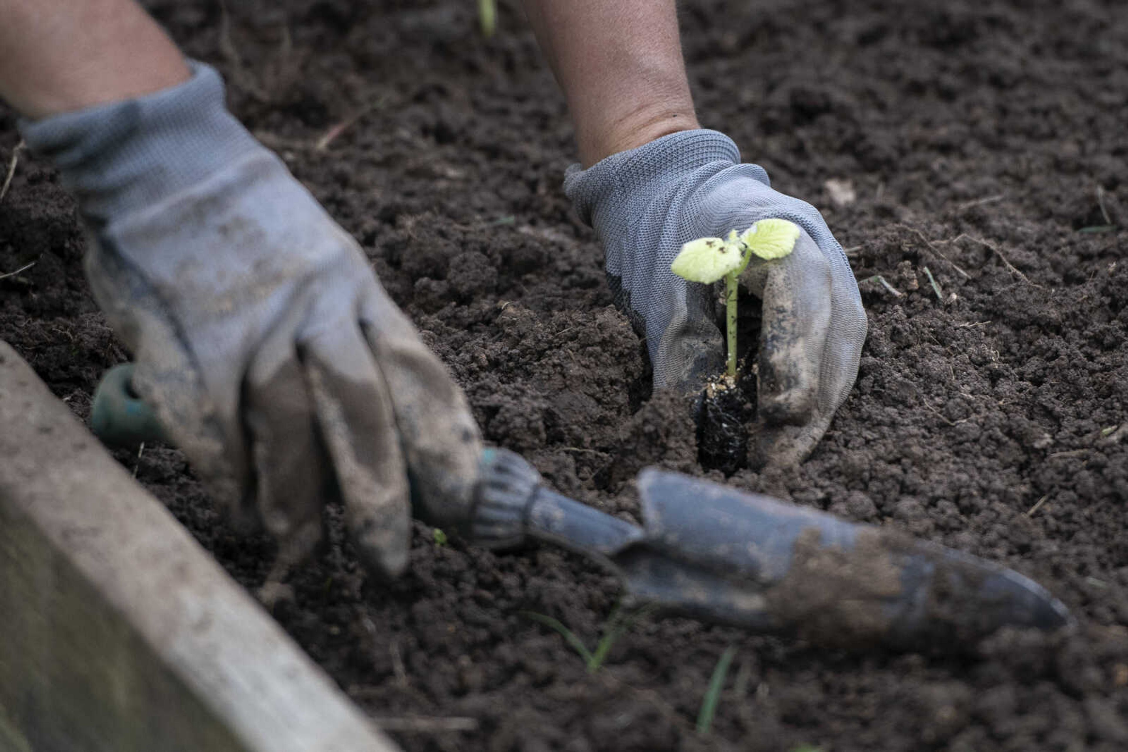 Melissa LaPlant, manager of Southeast Missouri State University's Charles Hutson Greenhouse, tends to gardening Saturday, May 16, 2020, at Washington Park Community Garden in Cape Girardeau.