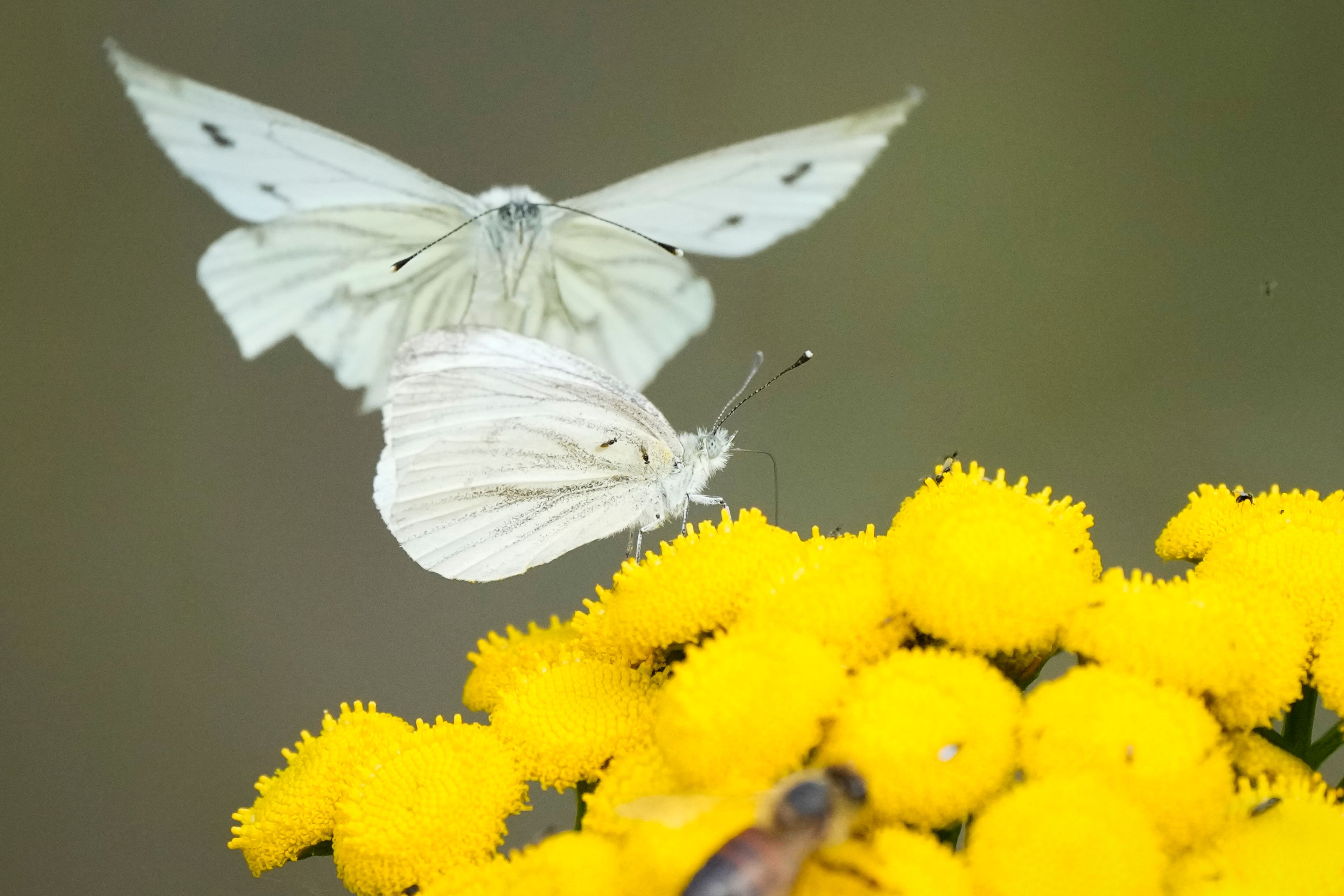 Butterflies feed on flowers nectar in a forest outside Tallinn, Estonia, Tuesday, Sept. 3, 2024. (AP Photo/Sergei Grits)