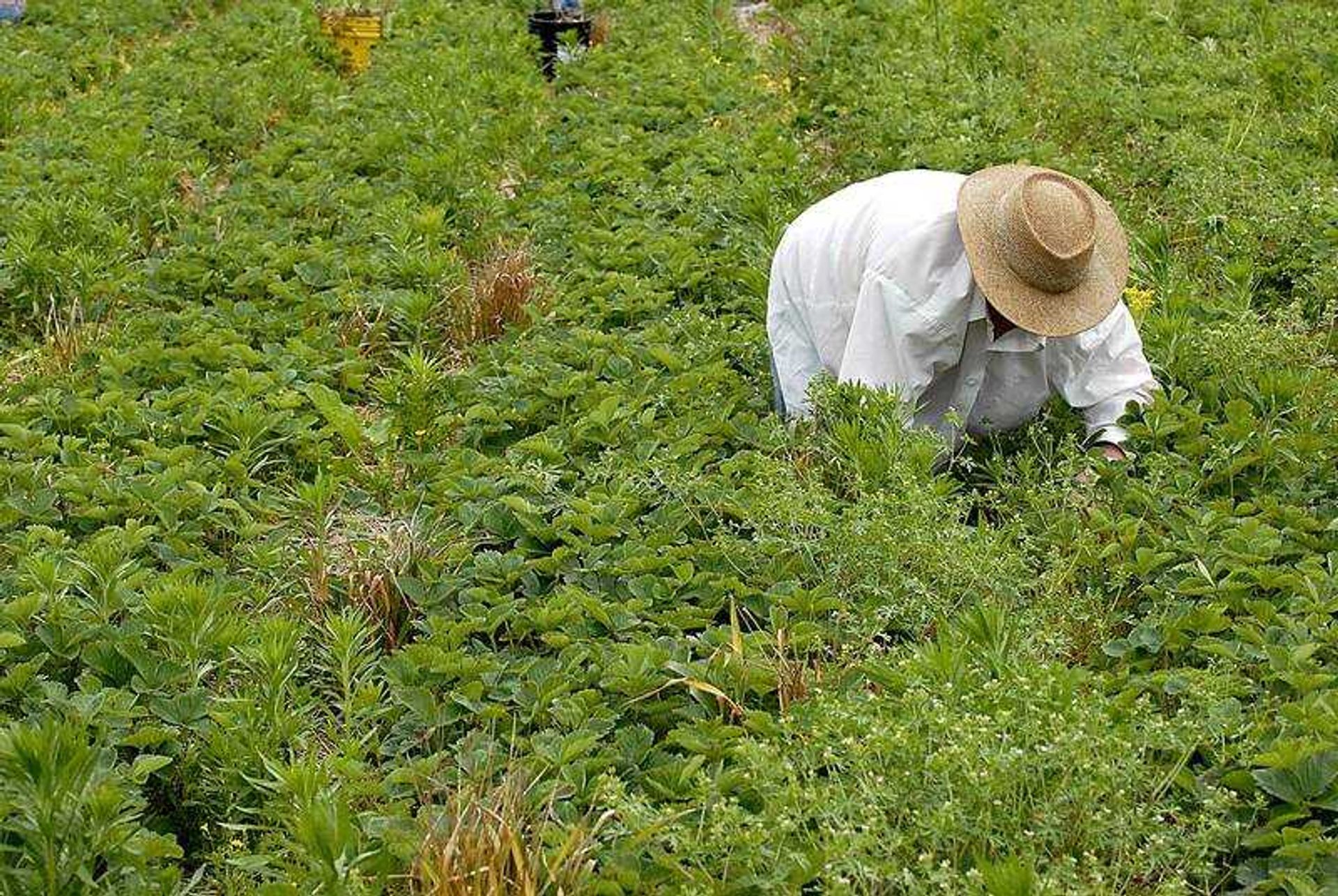 Teen Challenge International of Mid-America student Wesley Allgood made his way up a row picking strawberries Thursday at the organization's fields north of Cape Girardeau.