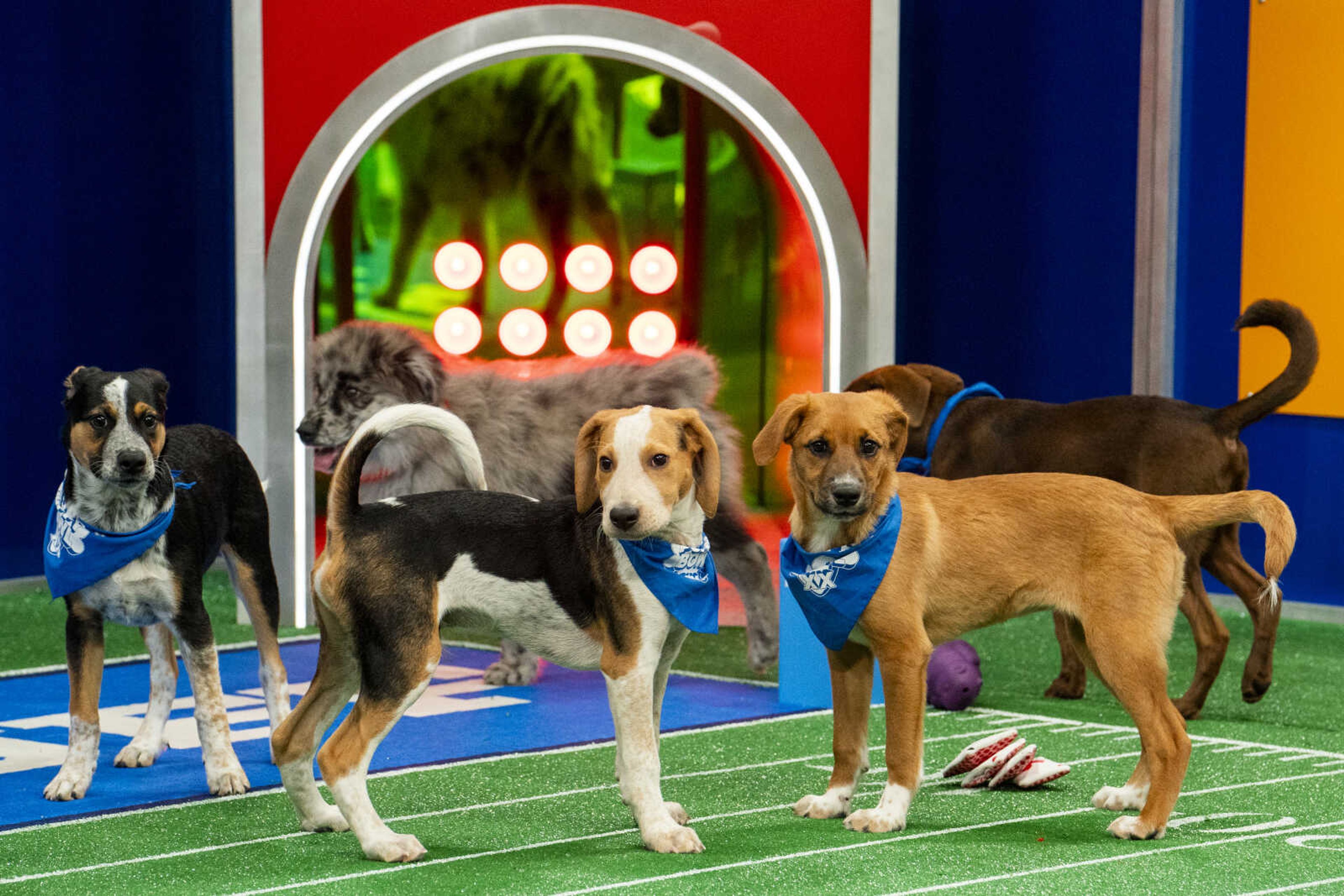 Participants in "Puppy Bowl XX", simulcasting on Animal Planet, Discovery Channel, Discovery+, TBS, TRUTV and MAX before the Super Bowl on Sunday, Feb. 11.