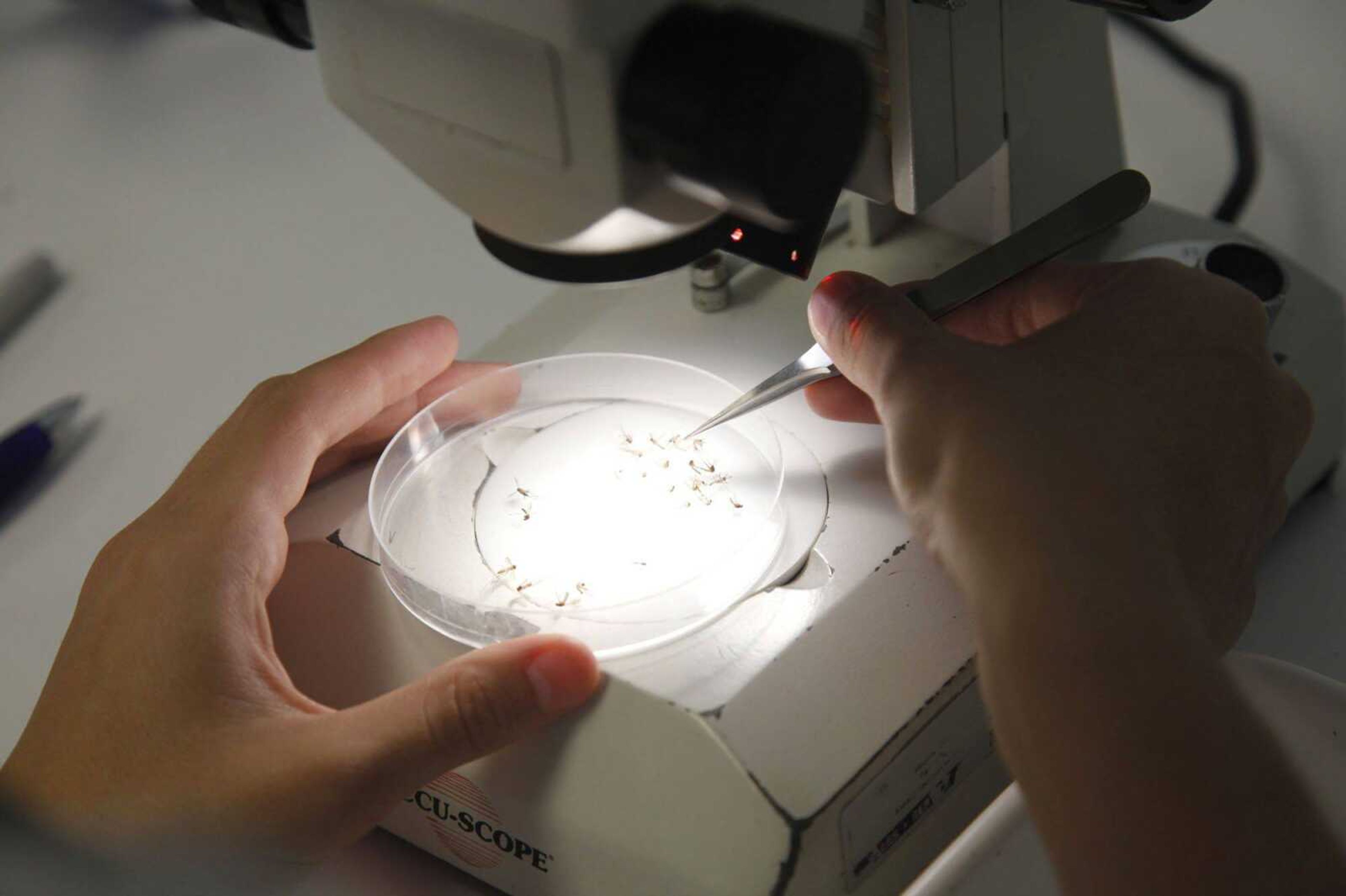 Brittany Mariscal, an entomological technician with the Florida Keys Mosquito Control District, sorts and counts dead mosquitoes under a microscope in Key West, Fla. Mosquito control officials in the Florida Keys are waiting for the federal government to sign off on an experiment that would release hundreds of thousands of genetically modified mosquitoes to reduce the risk of dengue fever. (Wilfredo Lee ~ Associated Press)