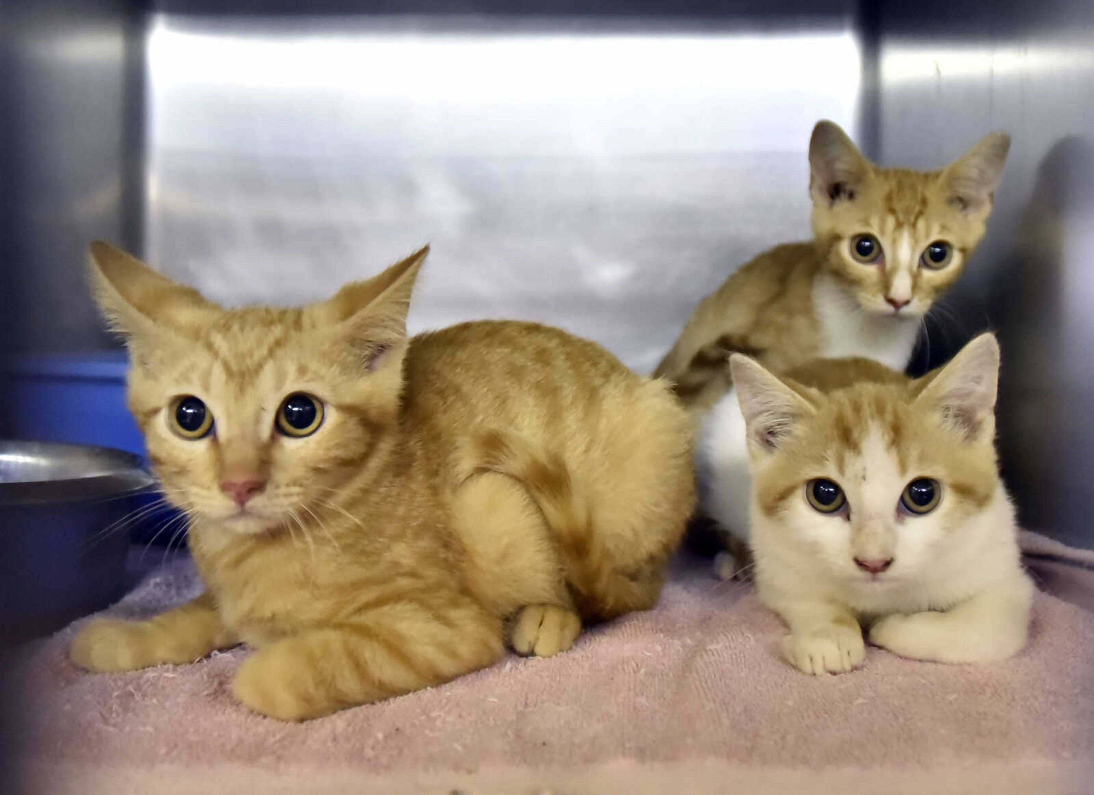 Cats and kittens seen on Thursday, Oct. 27, 2016, are seen awaiting adoption at the Humane Society of Southeast Missouri. (Laura Simon)