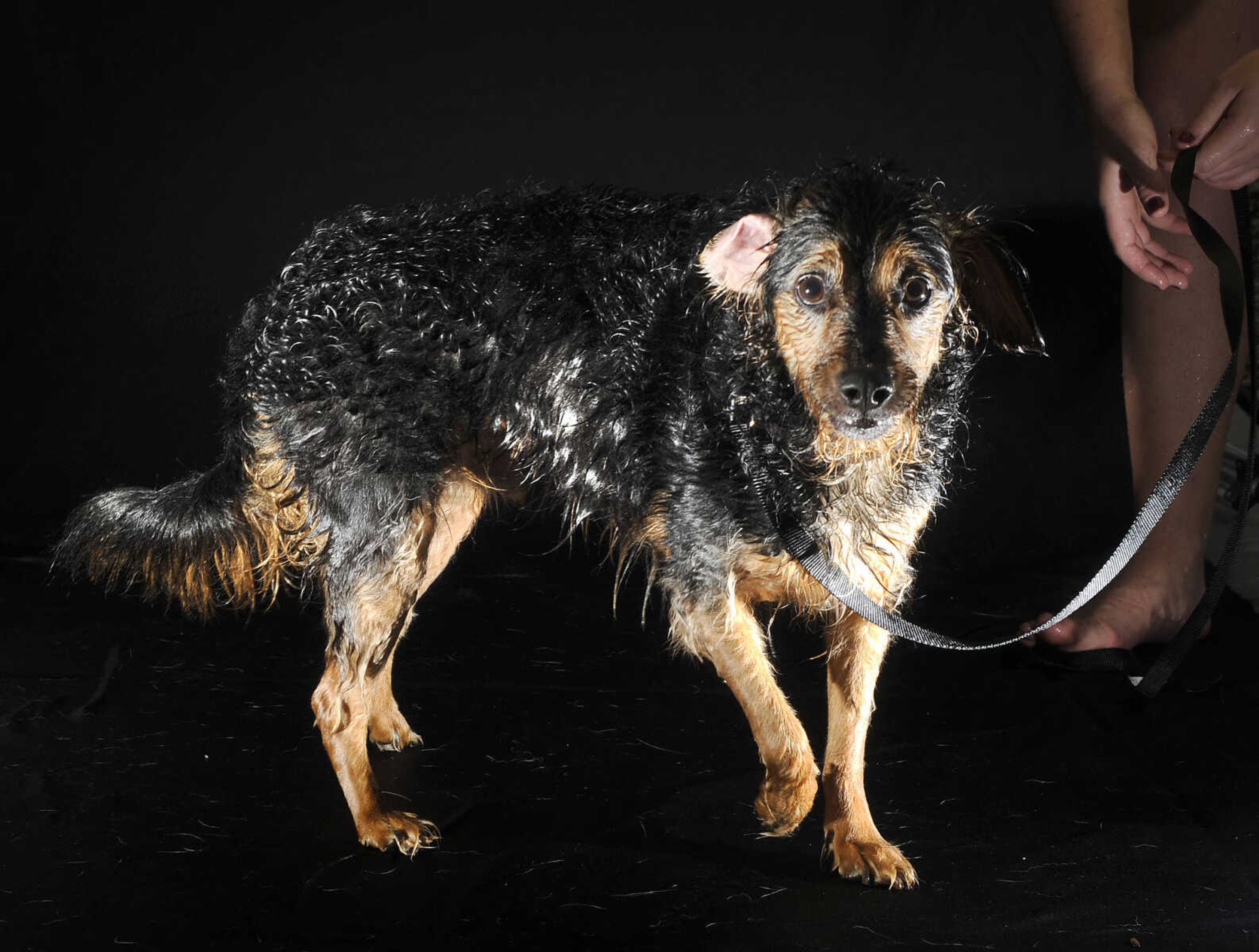 LAURA SIMON ~ lsimon@semissourian.com

Doggy Swim Day at Cape Splash, Sunday, Sept. 27, 2015, in Cape Girardeau. Leashed dogs got to swim and play in the lazy river and swimming pools with their owners. Proceeds from event benefit the Cape Girardeau Parks and Recreation Foundation.