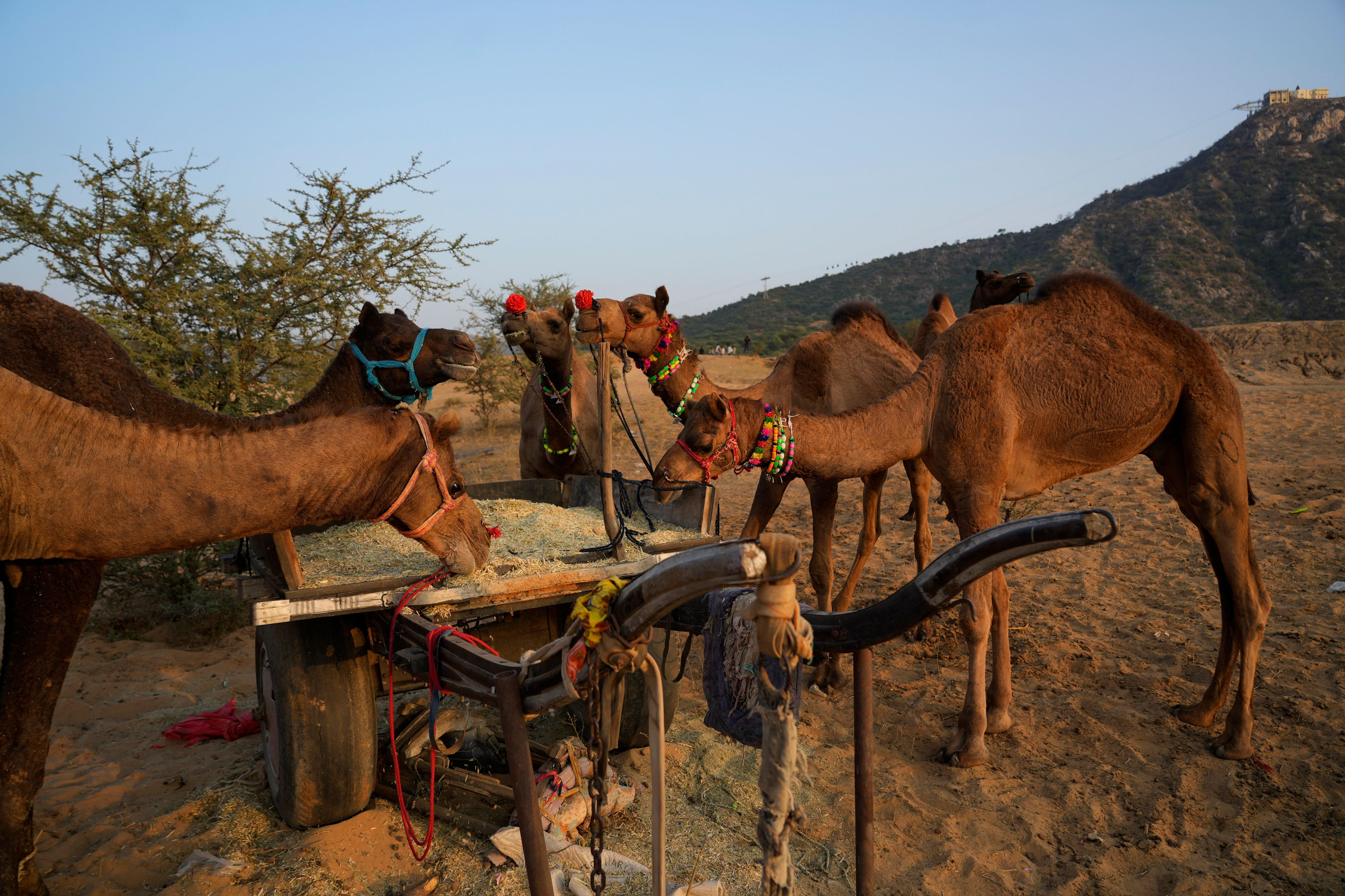 A group of camels feed on hay from a cart as their herders get ready to leave after attending a camel fair in Pushkar, in the northwestern Indian state of Rajasthan, Thursday, Nov. 14, 2024. (AP Photo/Deepak Sharma)