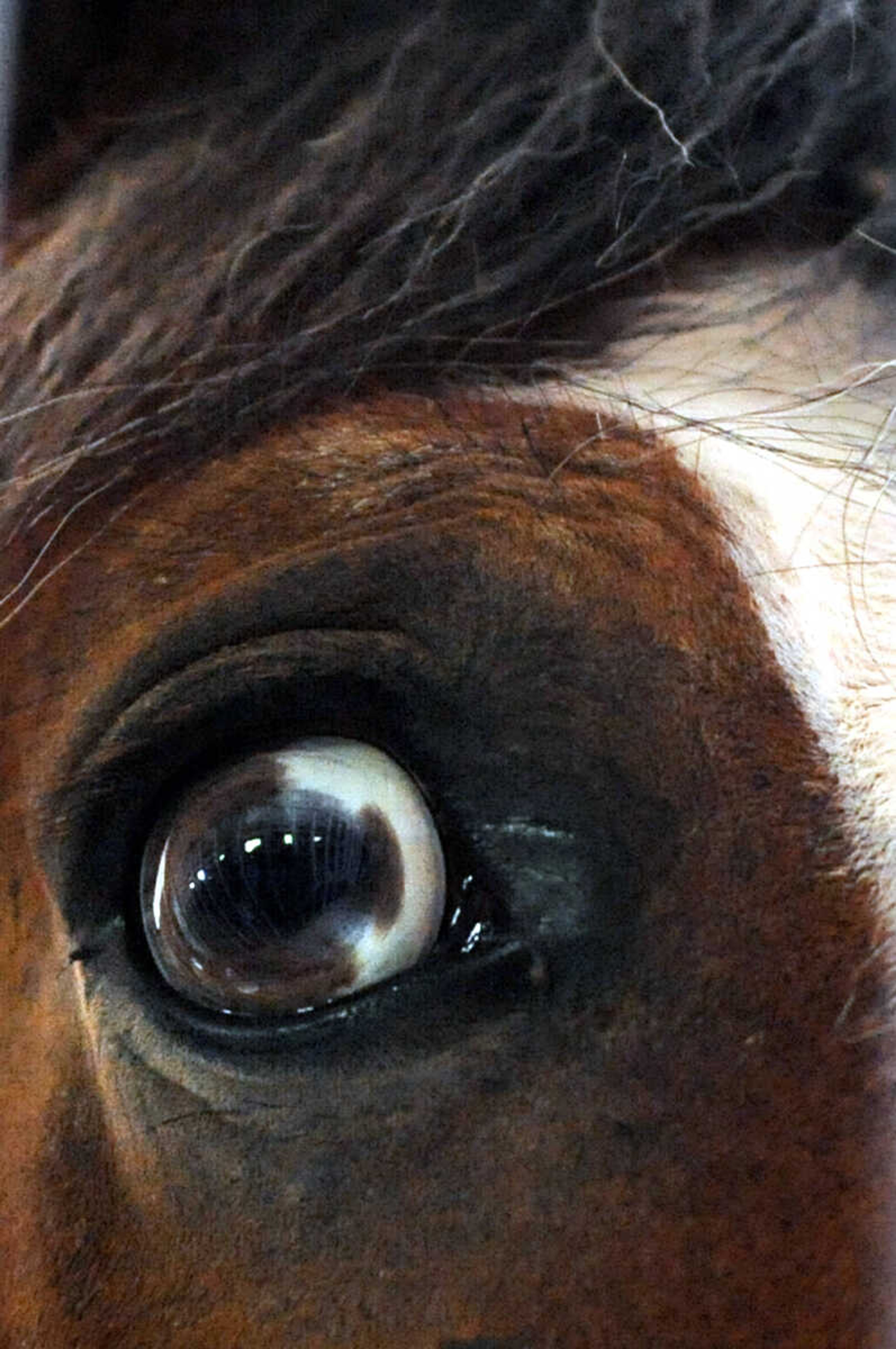 LAURA SIMON ~ lsimon@semissourian.com

The Budweiser Clydesdales make an appearance at The Hope Theraputic Horsemanship Center in Perryville, Missouri, Friday, June 20, 2014.