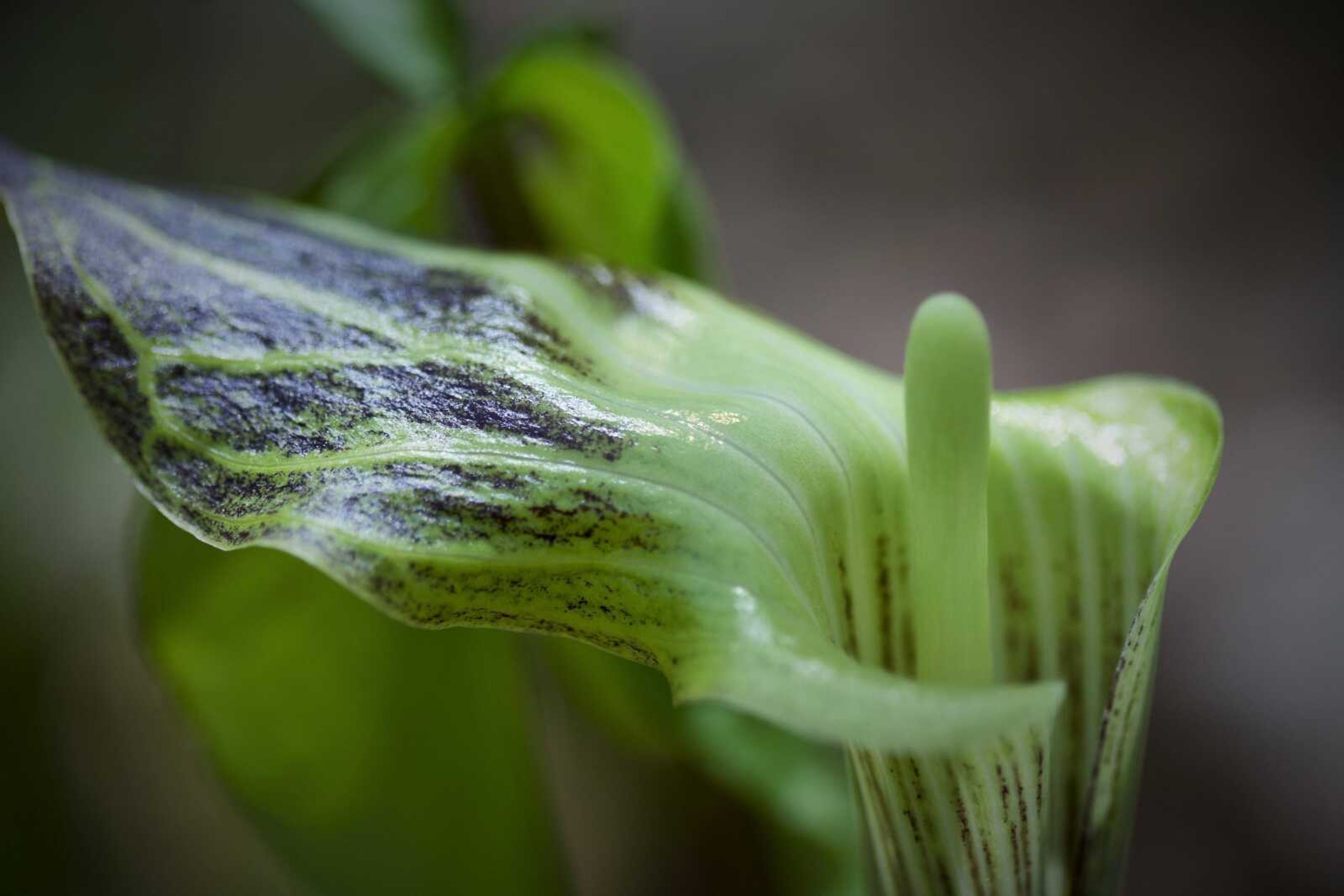 Jack in the Pulpit