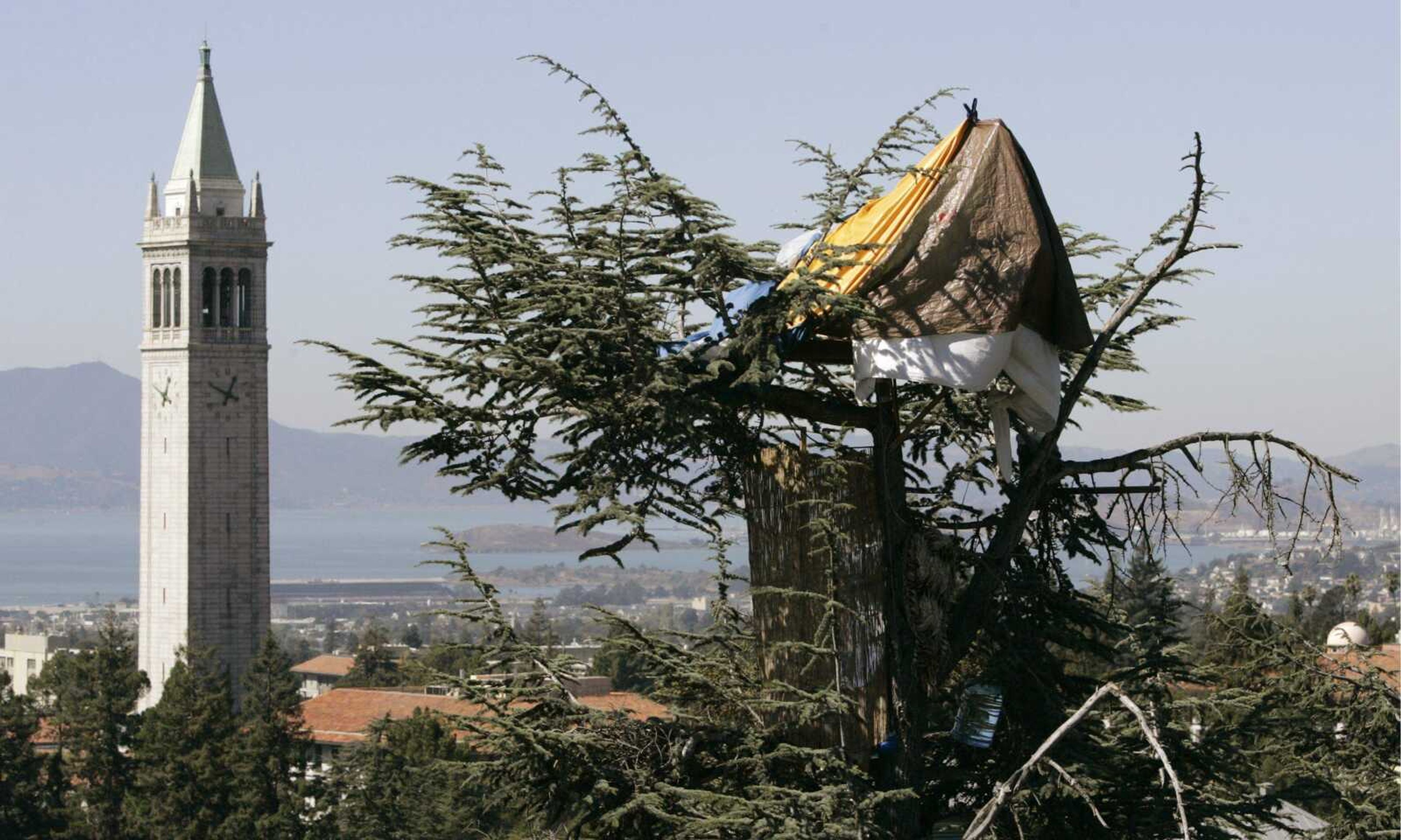 A tree house inhabited by protestors was seen Oct. 2 near Berkeley's Campanile tower, left, in Berkeley, Calif. University of California-Berkeley officials have won the legal right to oust a band of tree-sitters who've taken up residence in an oak grove standing in the way of a new sports center. (Ben Margot ~ Associated Press)