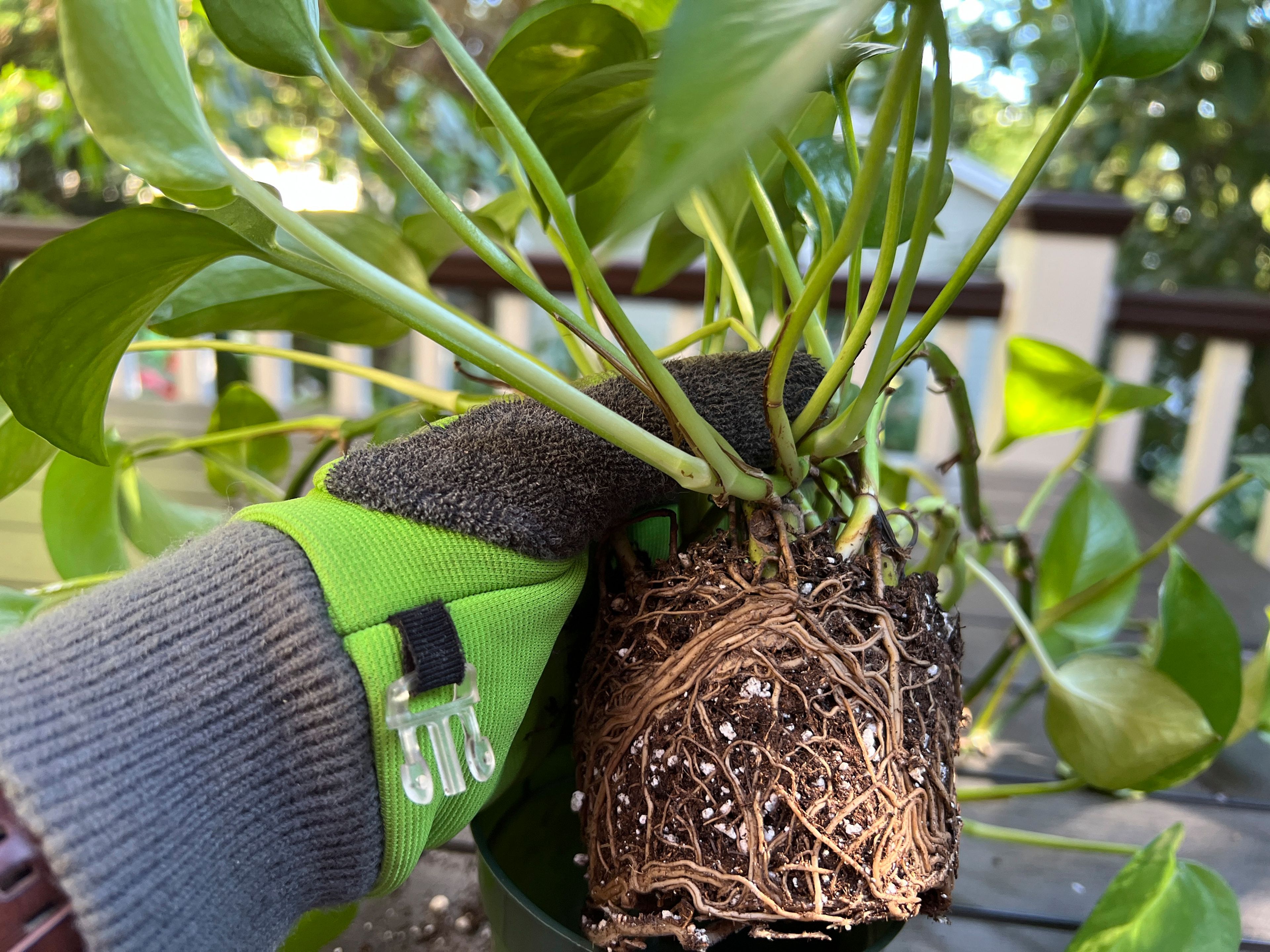 This Sept. 10, 2024, image shows the girdled roots of a golden Pothos plant that has outgrown its container. (Jessica Damiano via AP)