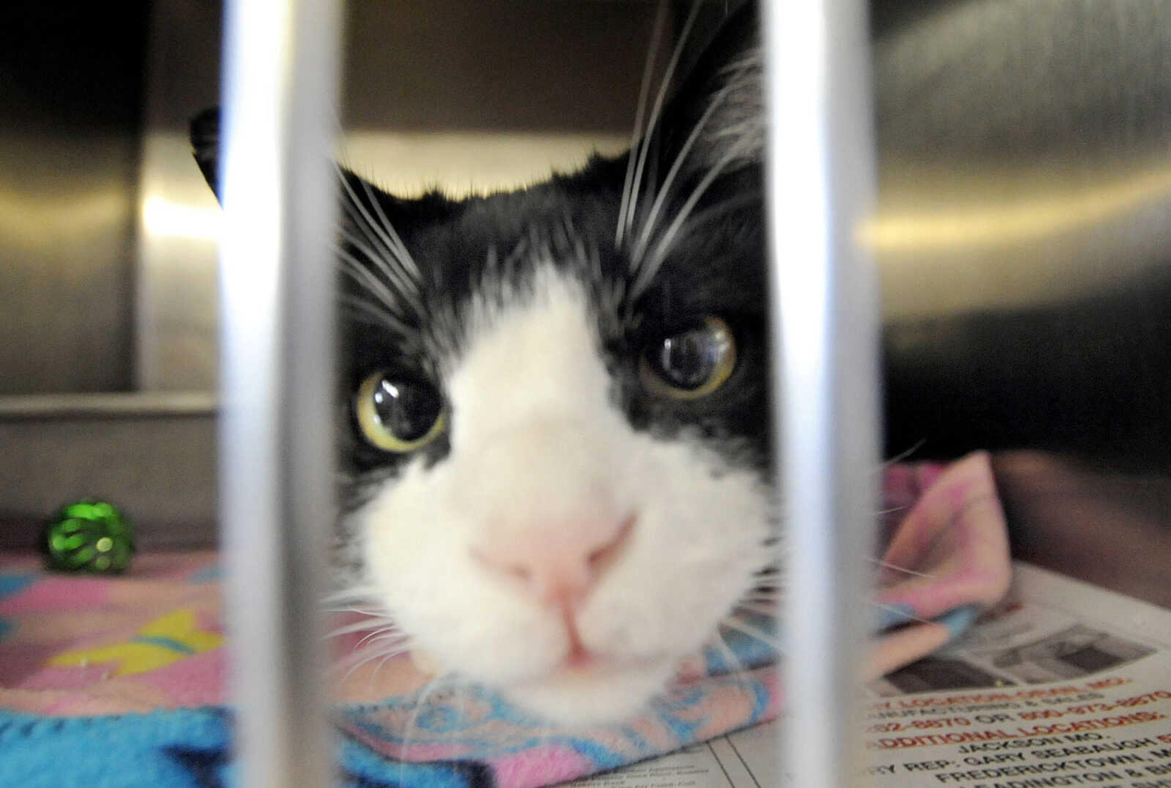 LAURA SIMON ~ lsimon@semissourian.com

One of many cats available for adoption at the Humane Society of Southeast Missouri.