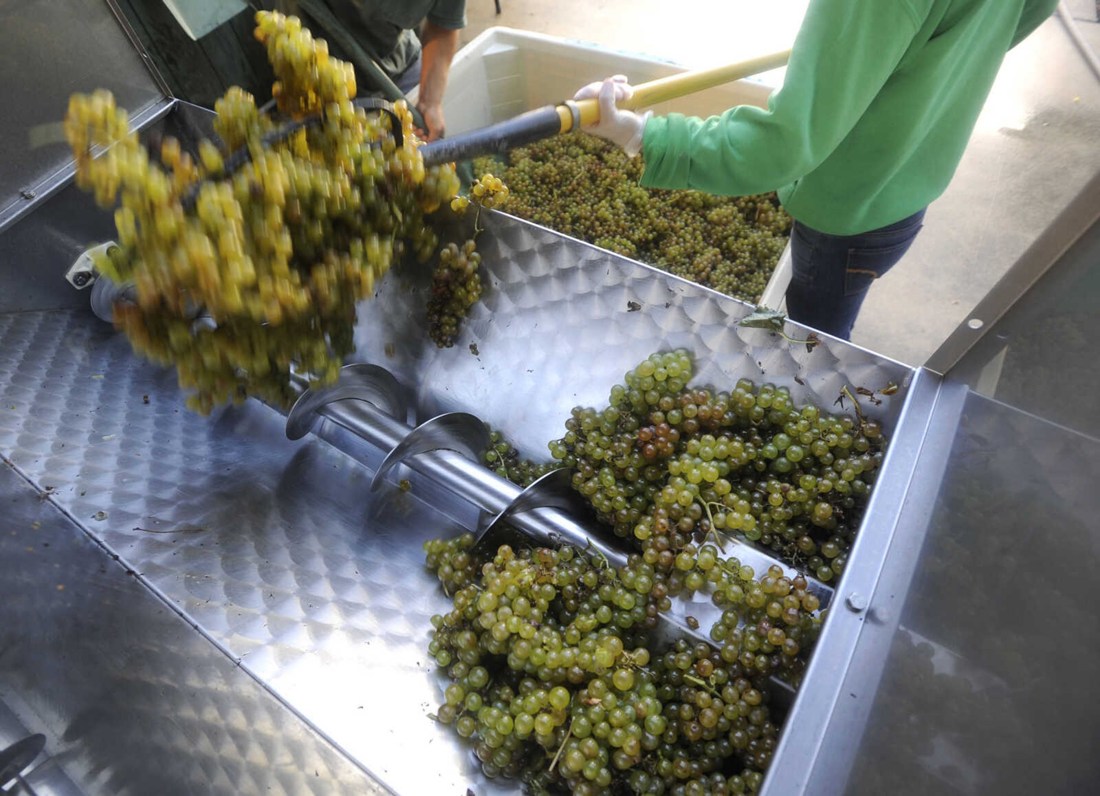 FRED LYNCH ~ flynch@semissourian.com
Heather Tilleweis loads grapes into the pressing machine at Owl Creek Vineyard.