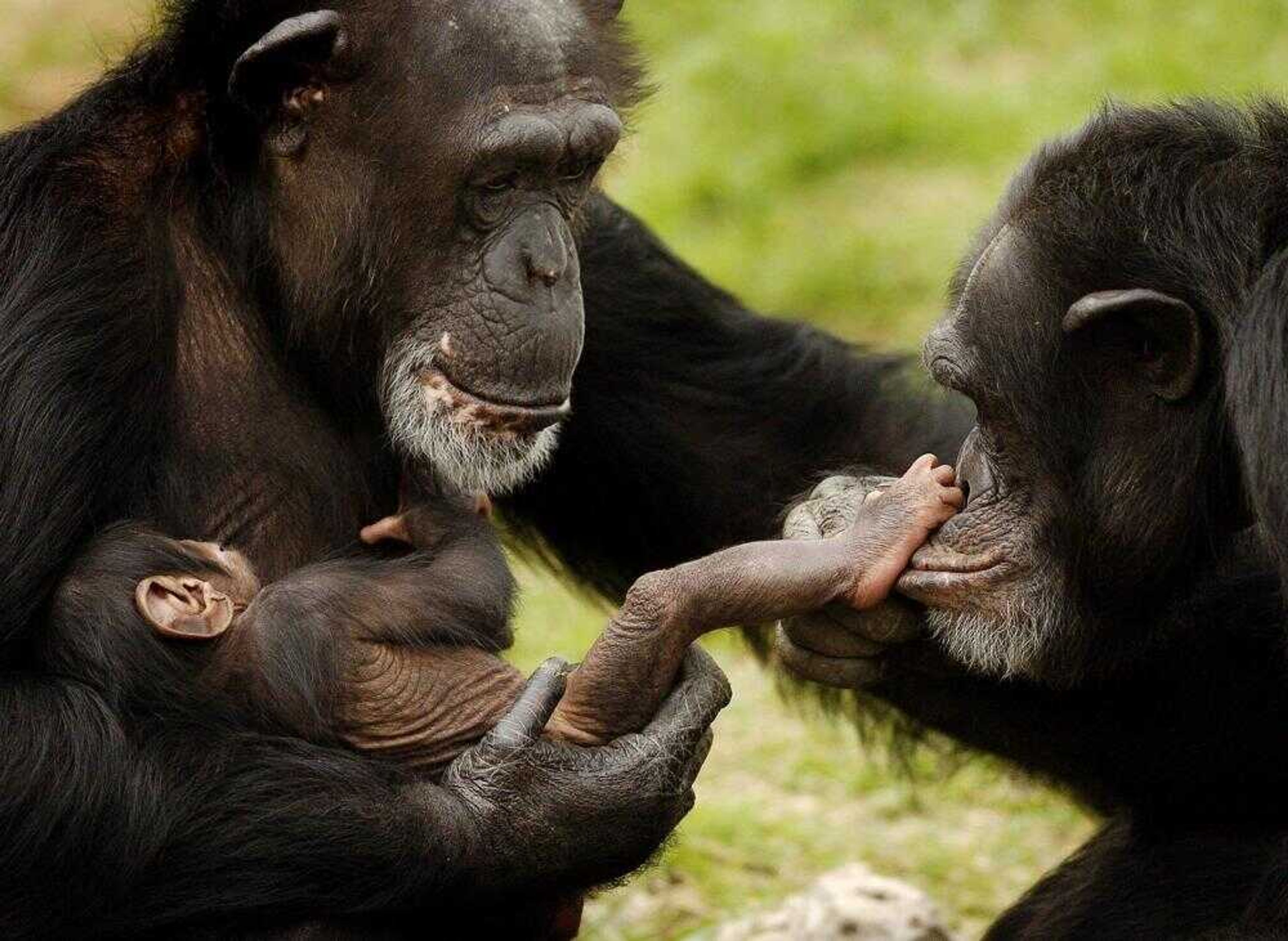 Jodi, left, the mother, and Alvin, right, the father, interacted with their 1-month-old baby chimpanzee at the Tulsa Zoo last week in Tulsa, Okla. (TOM GILBERT ~ Associated Press)