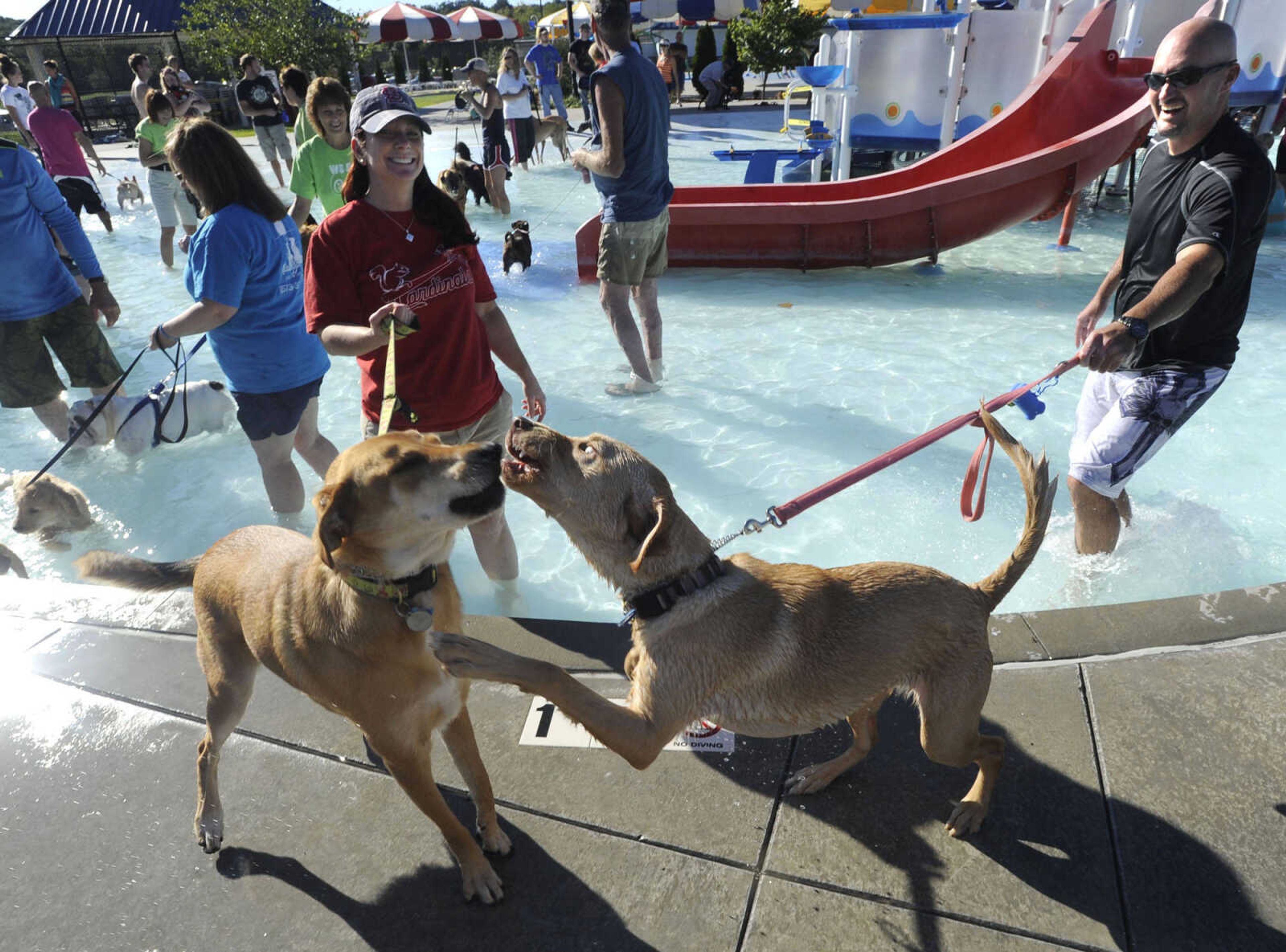 FRED LYNCH ~ flynch@semissourian.com
More than 300 people and 210 dogs turned out for Doggy Swim Day Sunday, Sept. 22, 2013 at Cape Splash in Cape Girardeau.