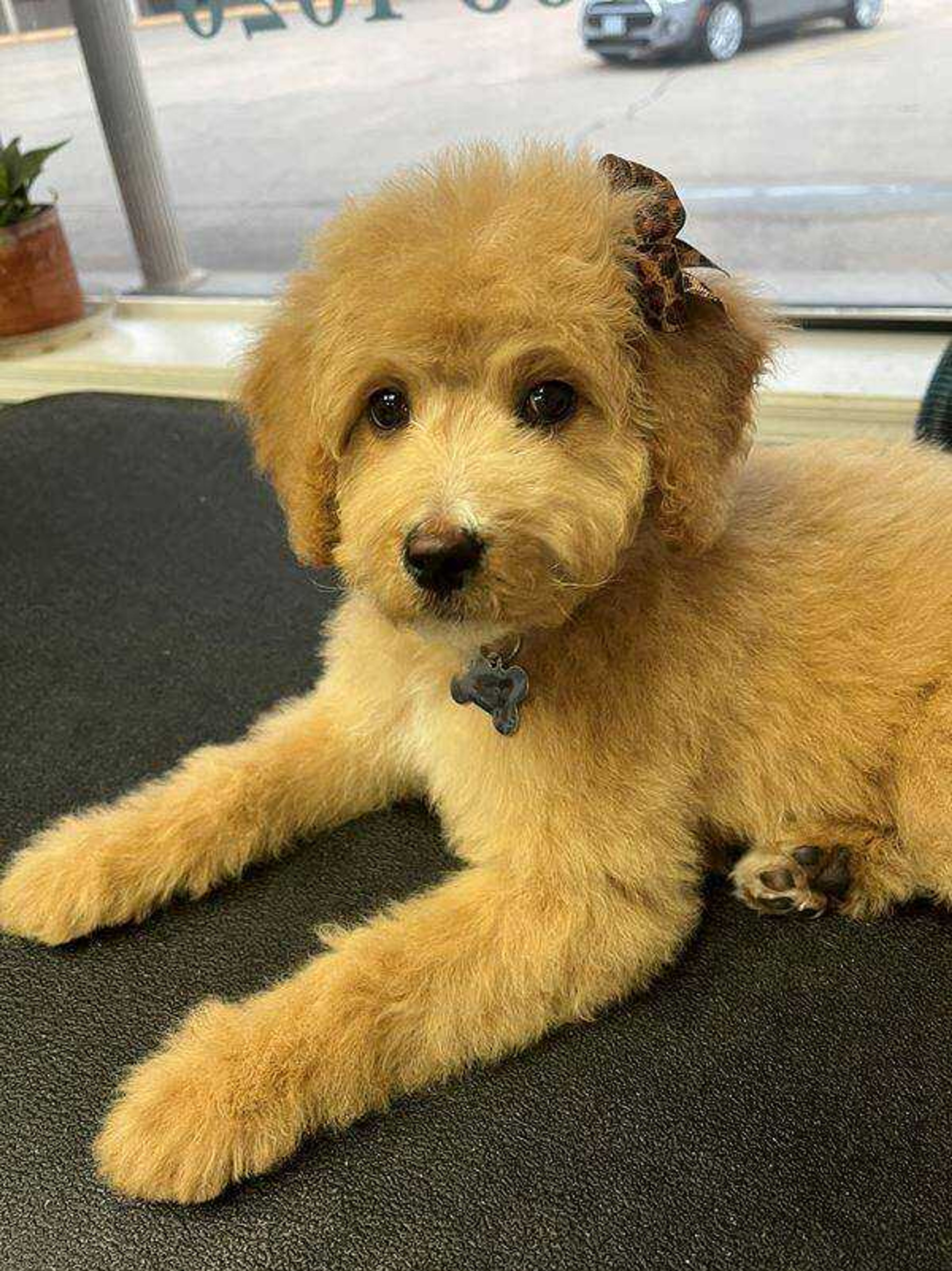 Brynlee&nbsp; -&nbsp; Our sweet little Brynlee Bear is a 4 month old Goldendoodle who loves to snuggle