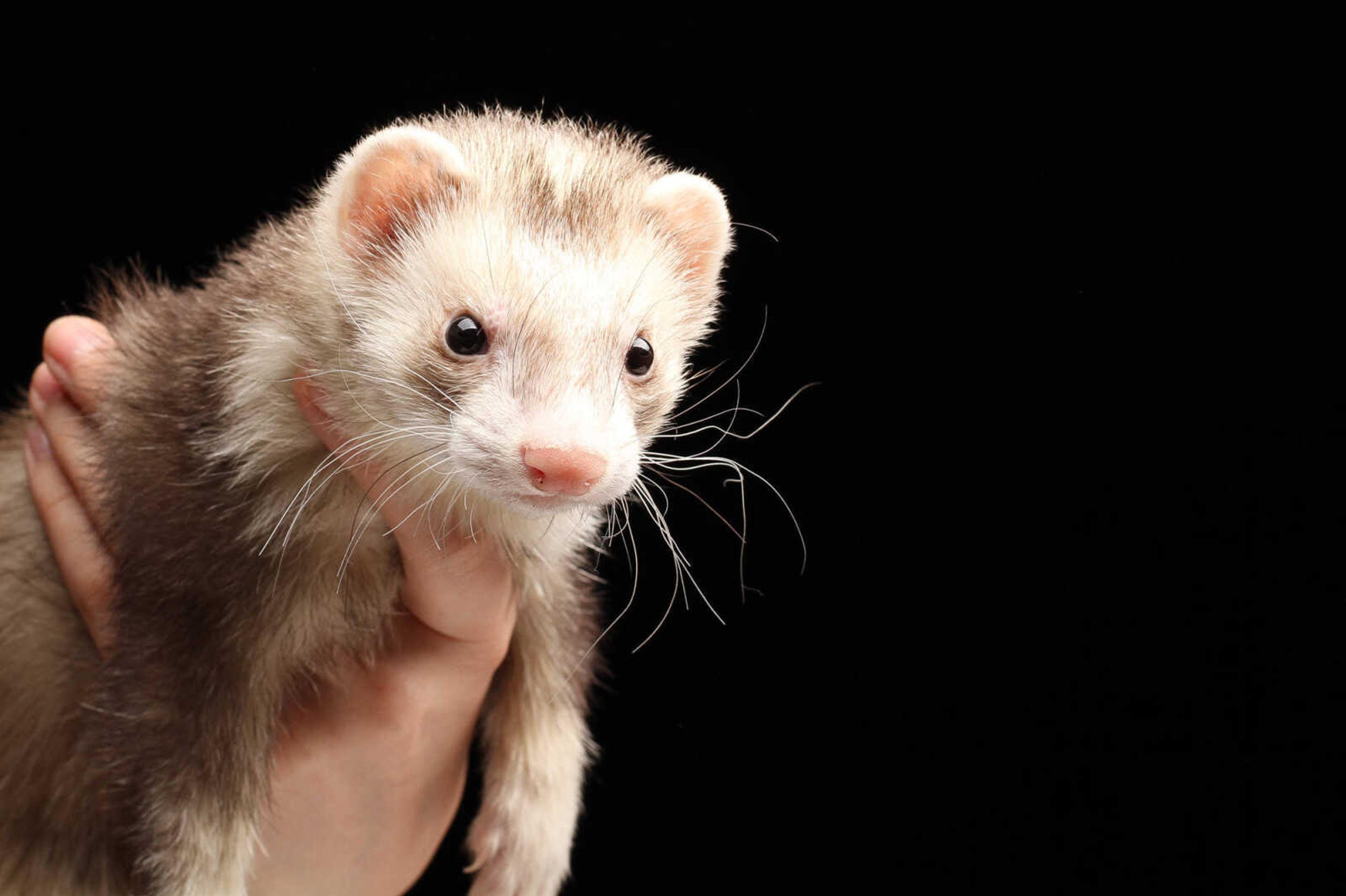 GLENN LANDBERG ~ glandberg@semissourian.com


Zeus the ferret.