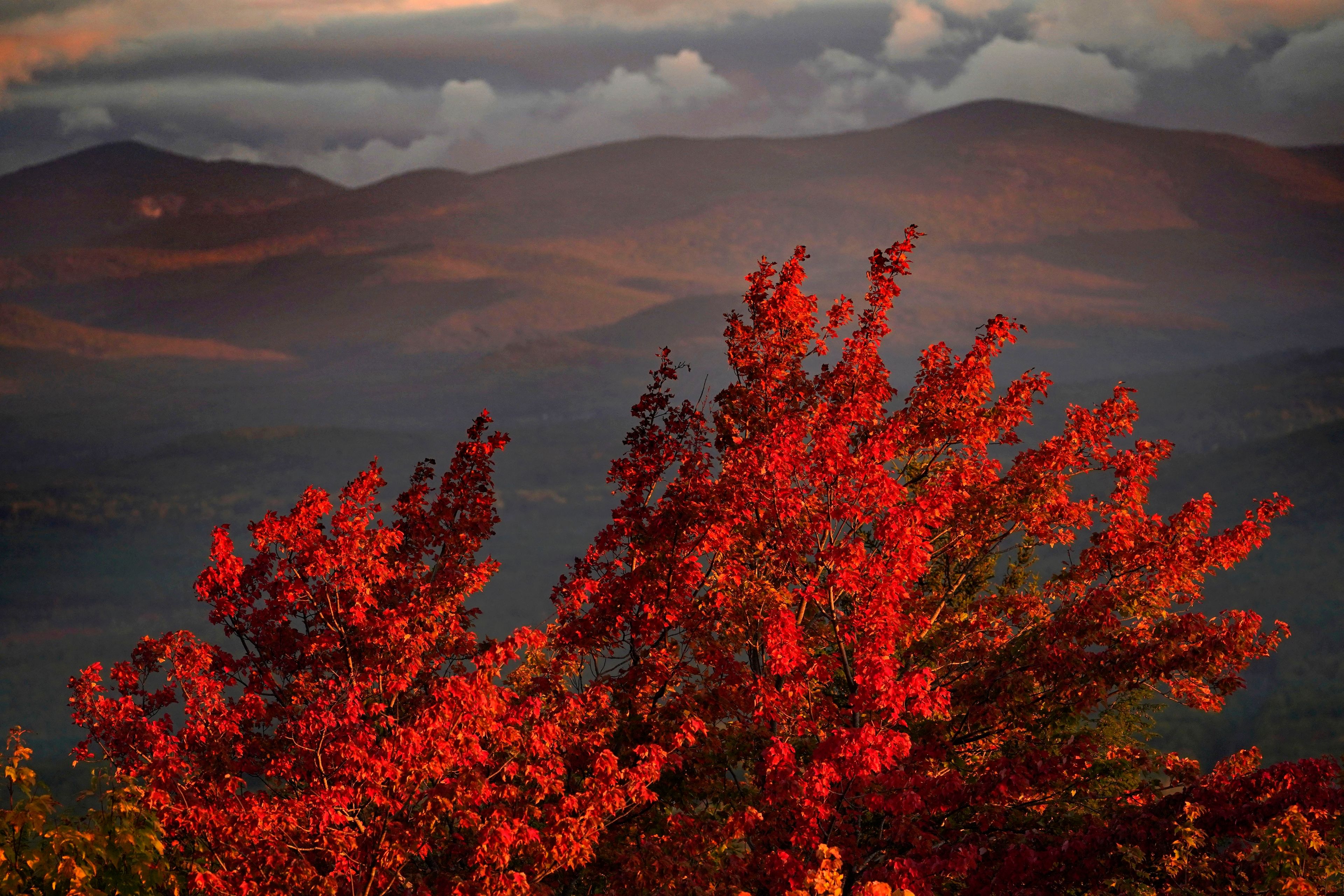 FILE - A maple tree shows off its autumn foliage, Sept. 29, 2022, in Bridgton, Maine. (AP Photo/Robert F. Bukaty, File)