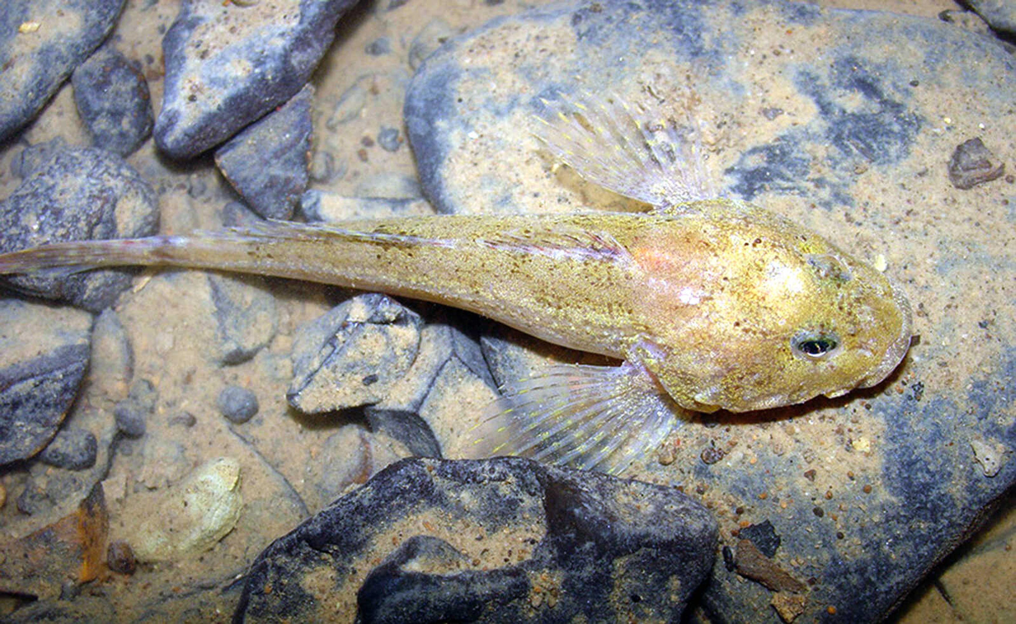 The grotto sculpin is a cave dwelling fish believed to be found only in Perry County, Mo. Is is under consideration to be added to the endangered species list.