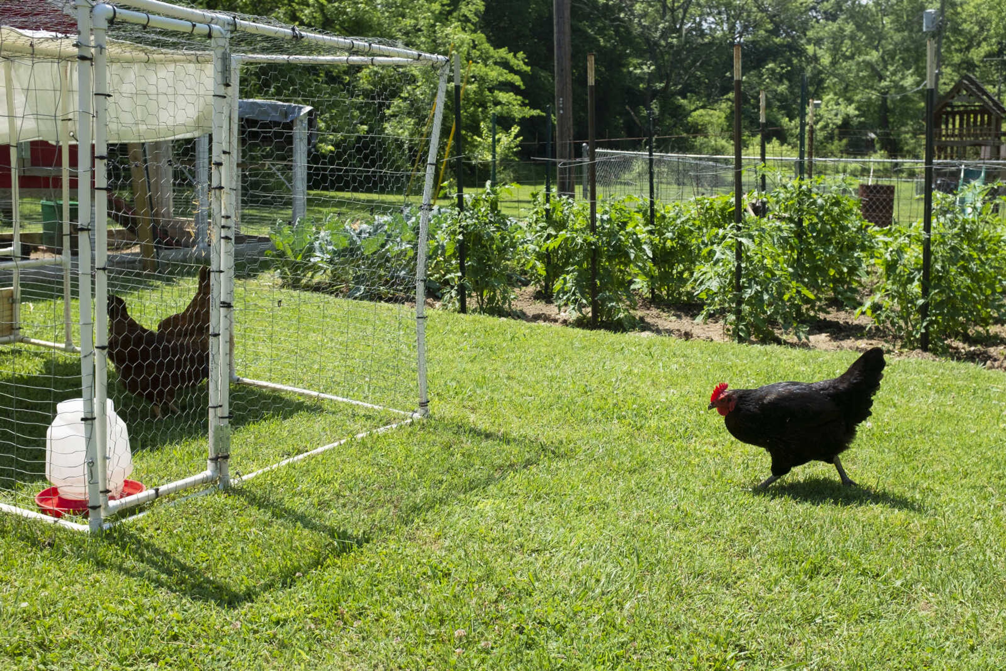 Smokey, a Black Sex Link chicken, walks around the yard Wednesday, June 3, 2020, at the Schroeder family home in Cape Girardeau.