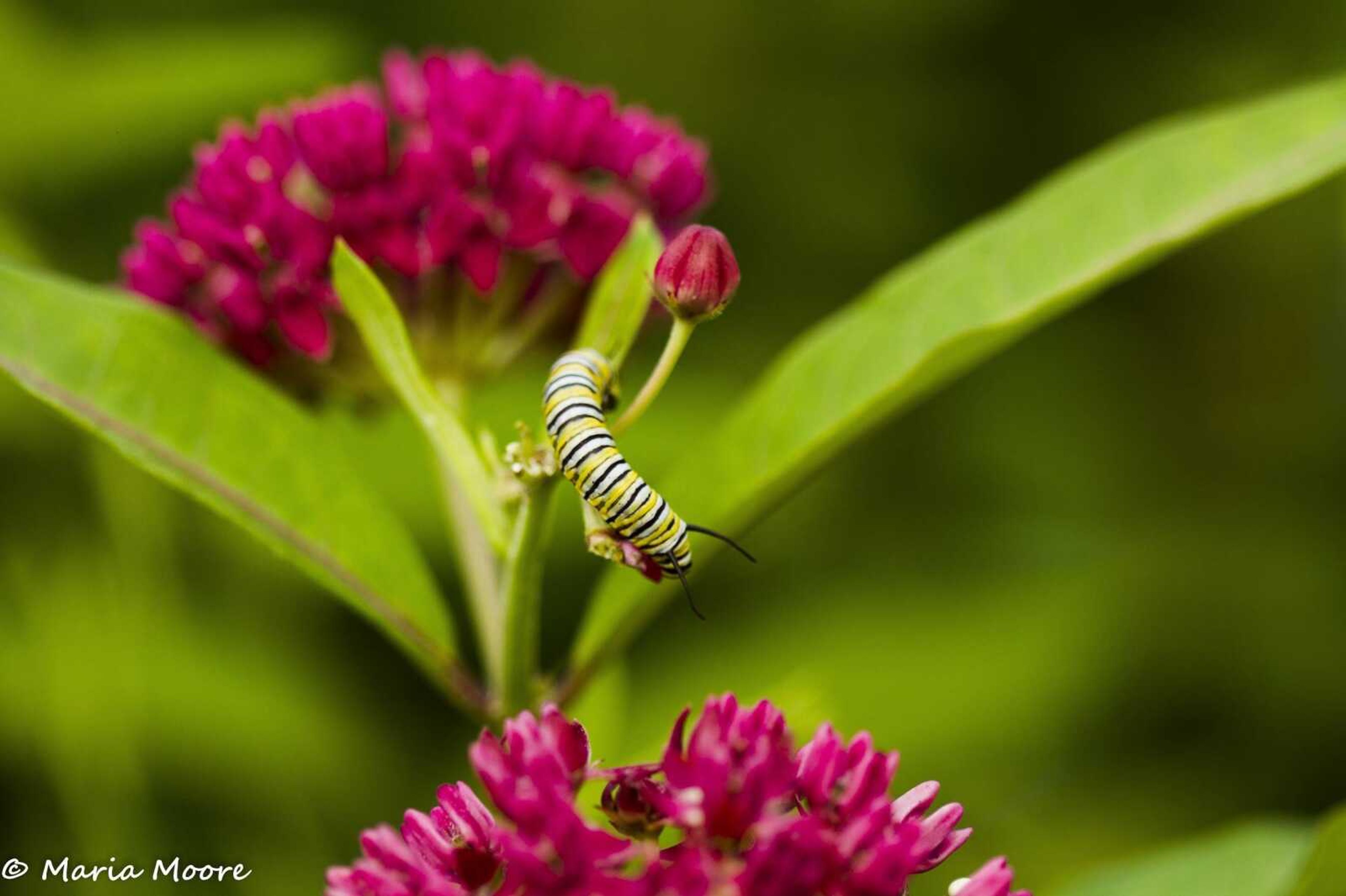 Monarch caterpillar on a milkweed