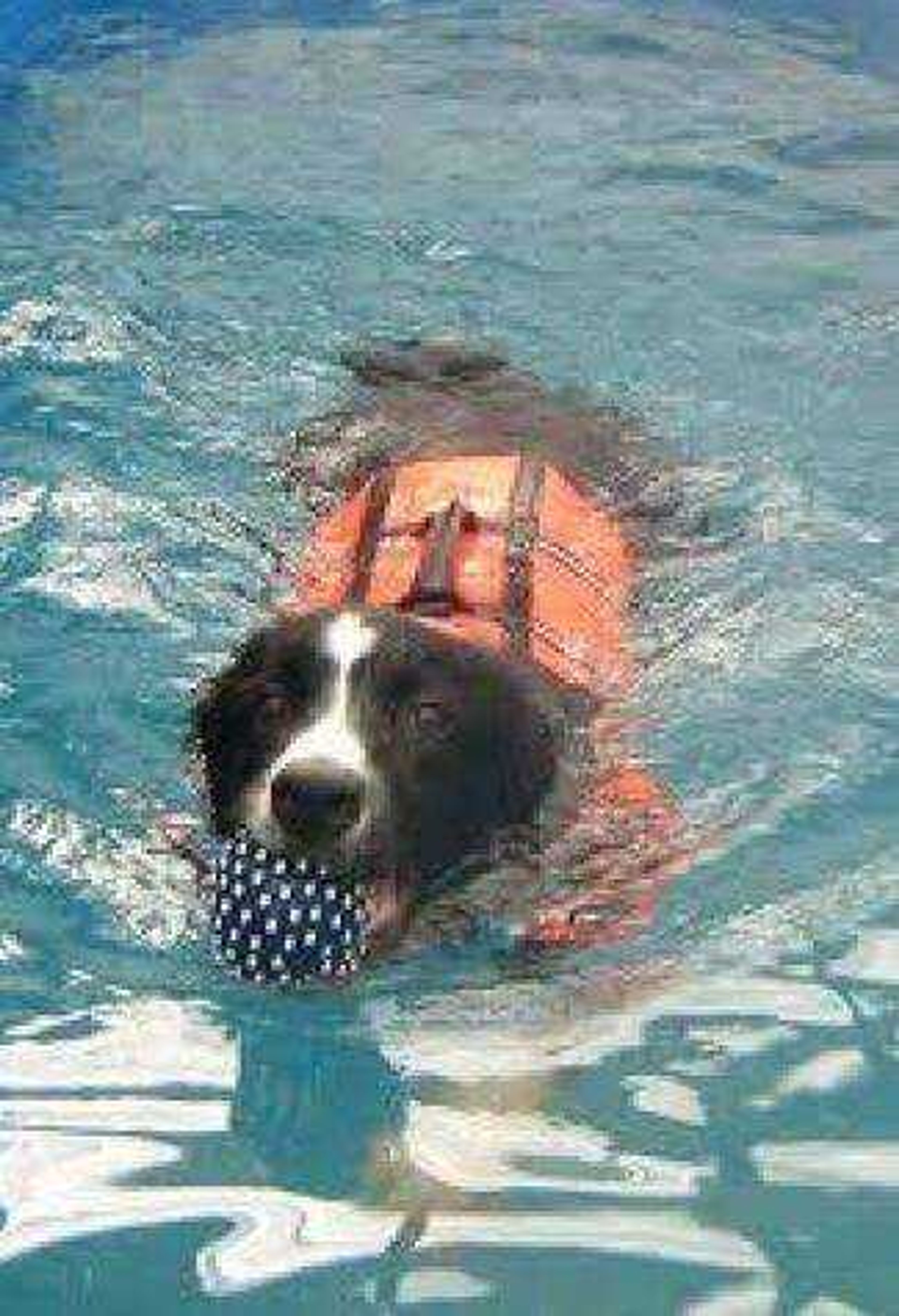 Doggy Swim Day at Cape Splash on Sept. 16