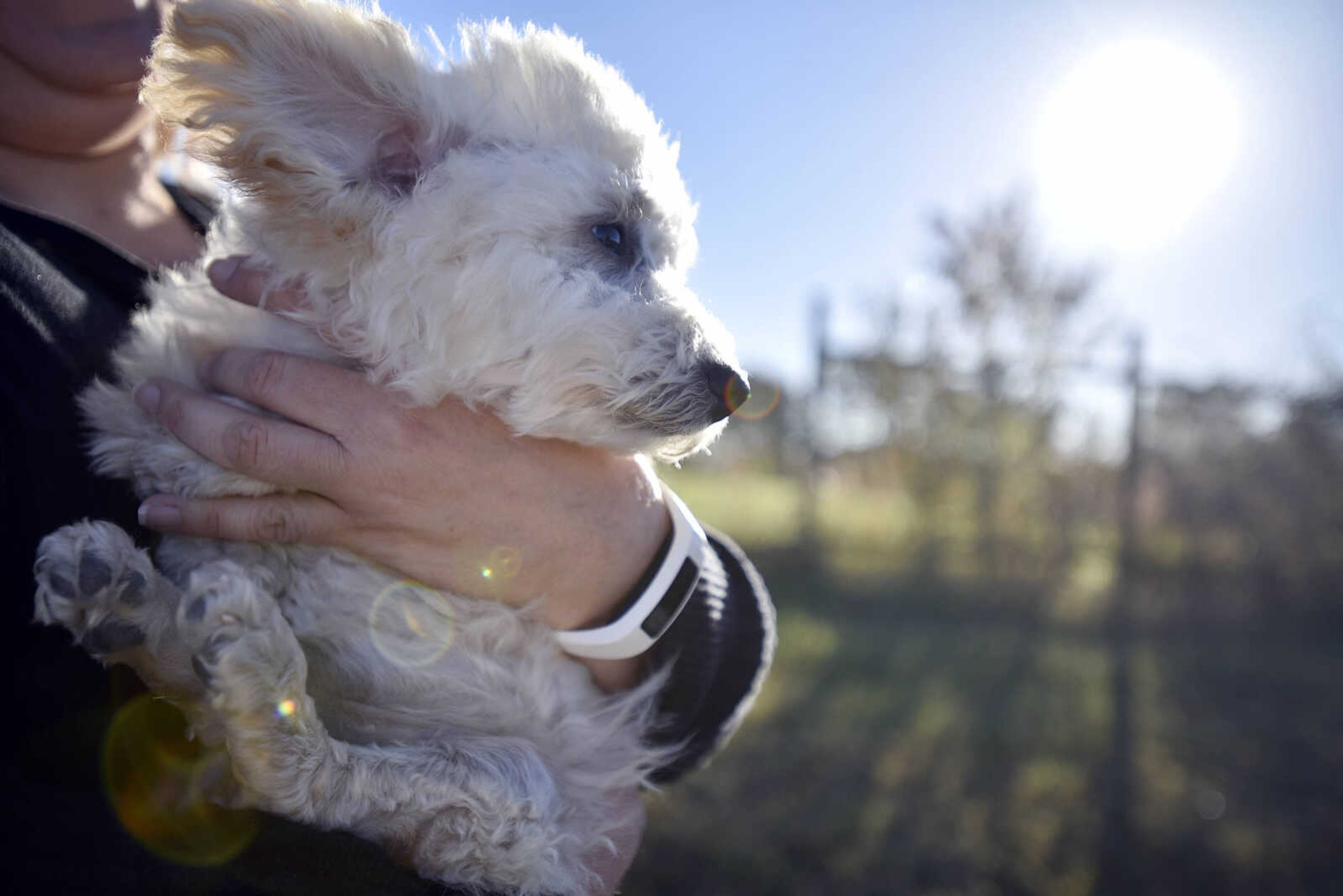 LAURA SIMON ~ lsimon@semissourian.com

Apple, a poodle-Dachshund mix that has a condition similar to cerebral palsy, snuggles with her mother, Cherie Harris, on Wednesday, Nov. 9, 2016.