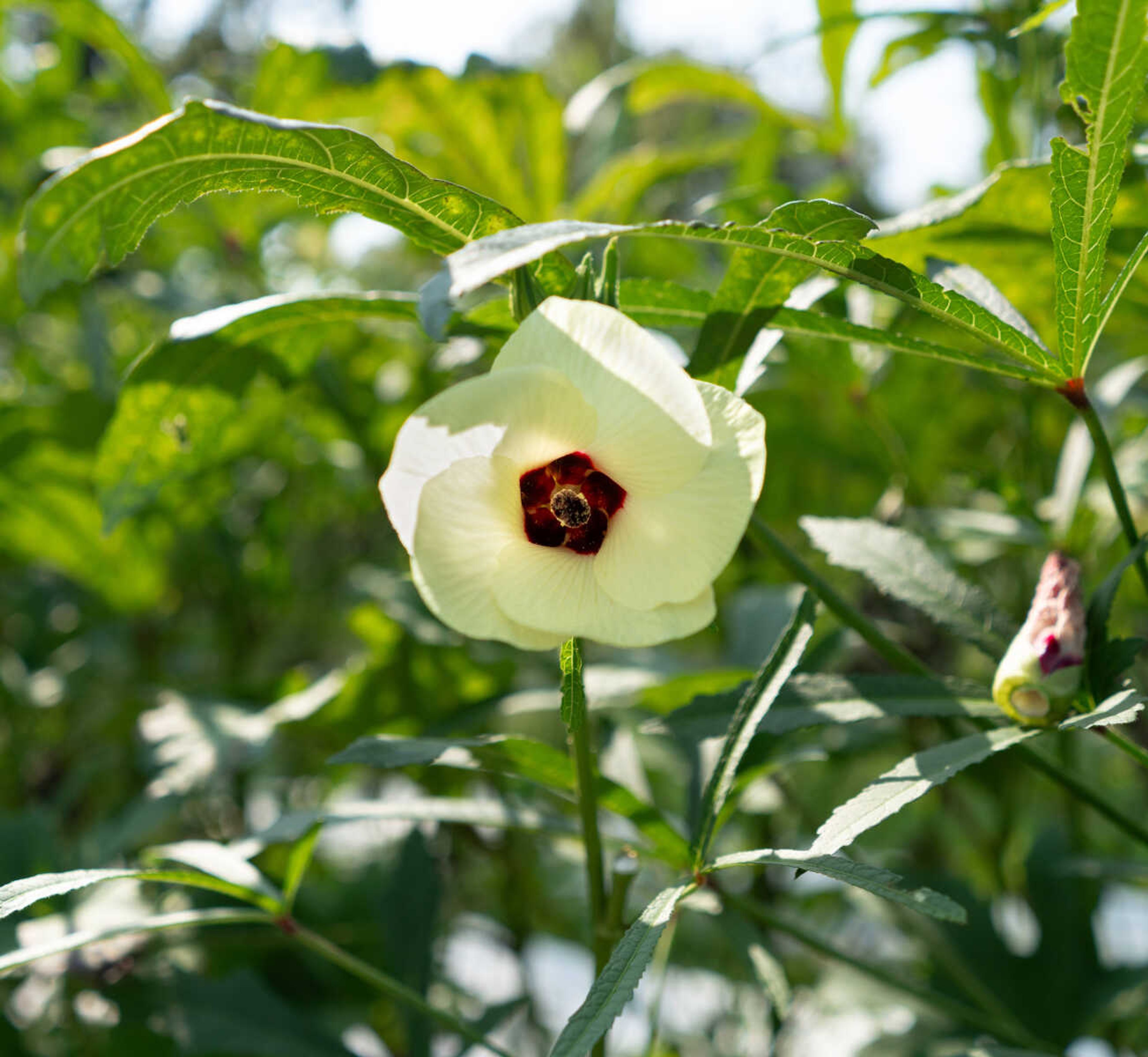 A blossom invites pollinators to an okra plant at South Side Farms. 