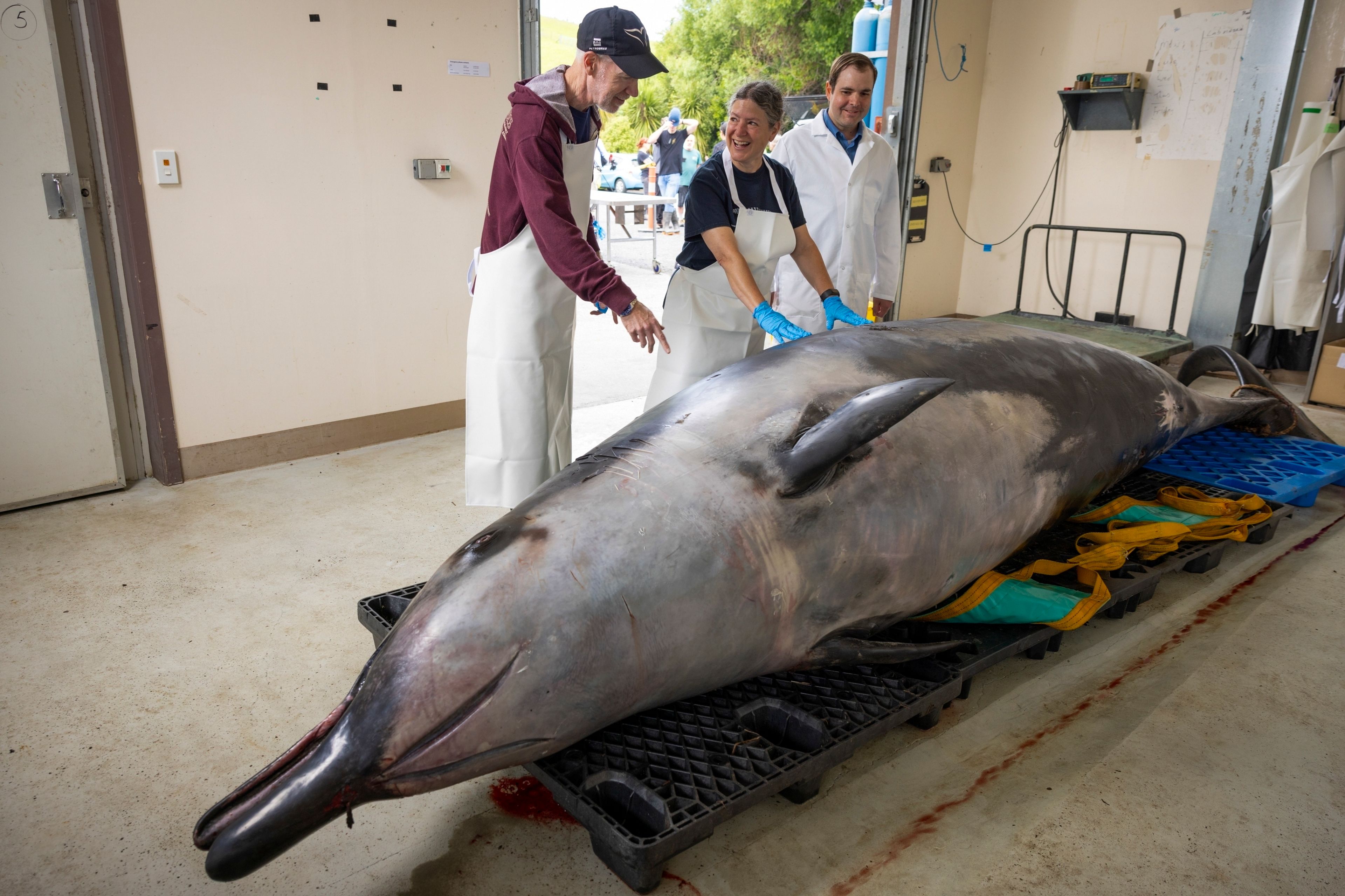 International scientists, Alexander Werth, from left, professor Joy Reidenberg and Michael Denk study a male spade-toothed whale ahead of a dissection at Invermay Agricultural Centre, Mosgiel, near Dunedin, New Zealand, Monday, Dec. 2, 2024. (AP Photo/Derek Morrison)