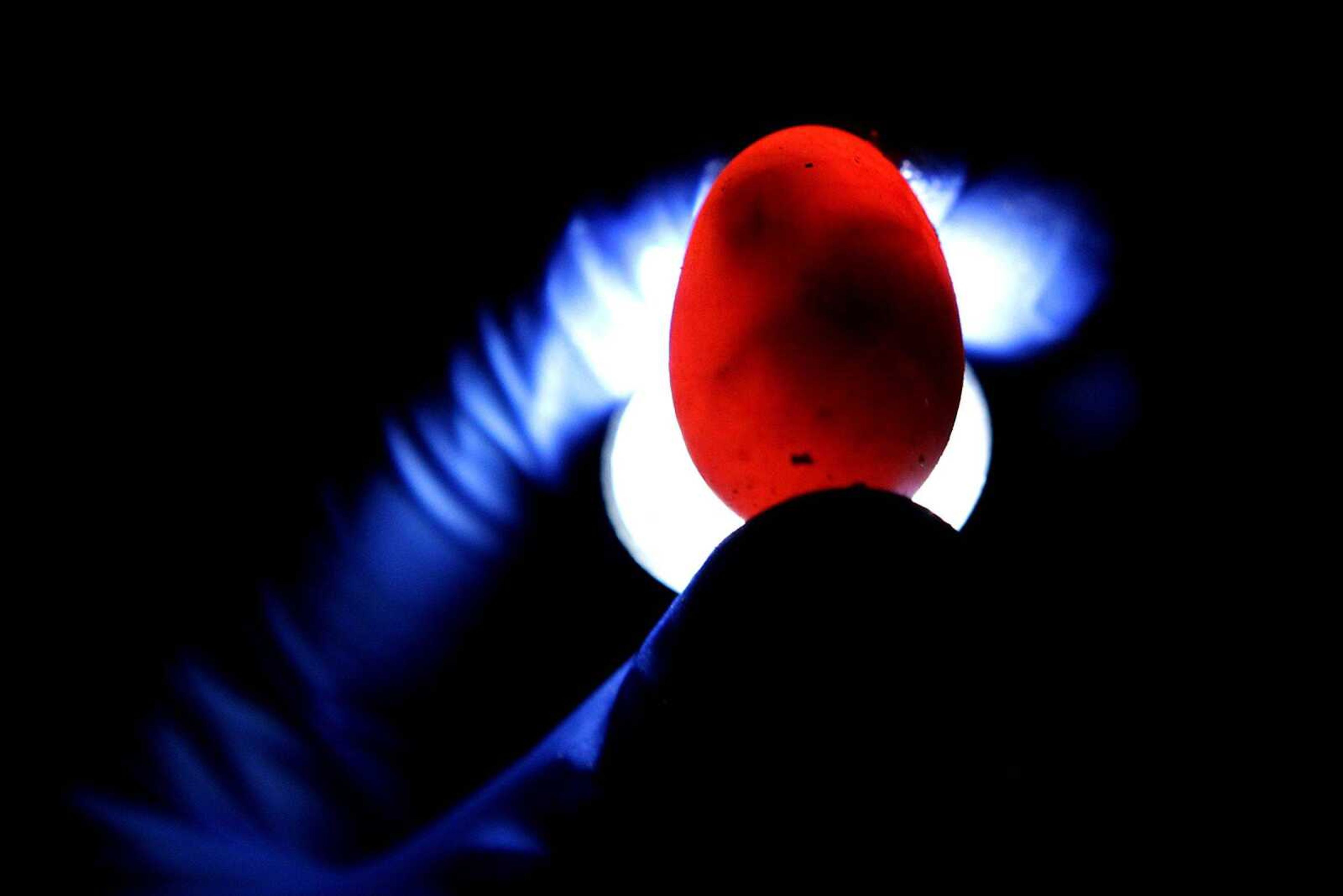 A flashlight is used to illuminate the developing embryo of a painted turtle inside its shell June 27 at the Bond Life Science Center of the University of Missouri in Columbia. Researchers exposed the embryos to bisphenol A, a chemical used in plastics, to study its effects. (Huy Mach ~ St. Louis Post-Dispatch)