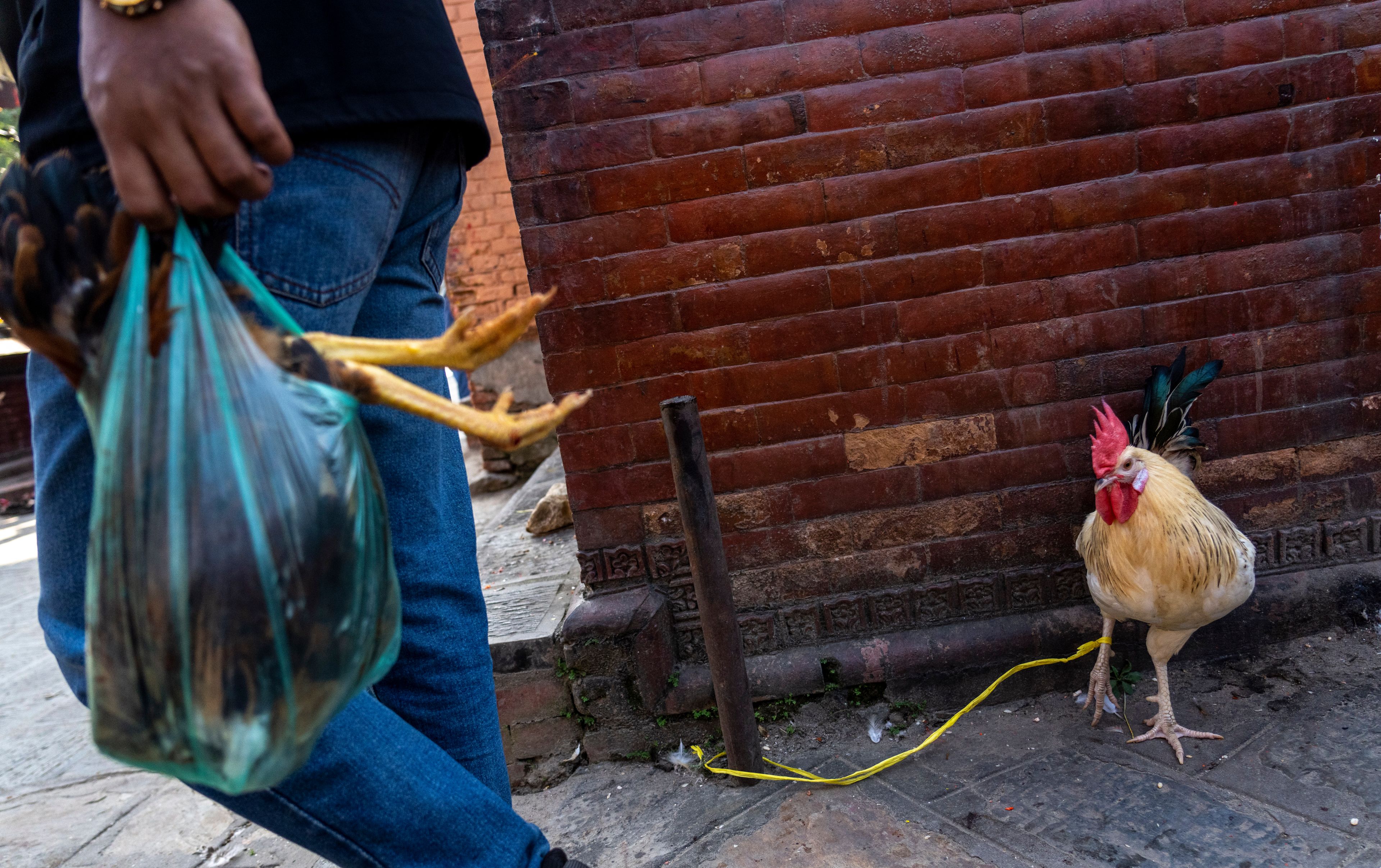 A sacrificial chicken is seen tied up, while another is carried inside a plastic bag by a man during Dashain festival in Bhaktapur, Nepal,Friday, Oct. 11, 2024. (AP Photo/Niranjan Shrestha)