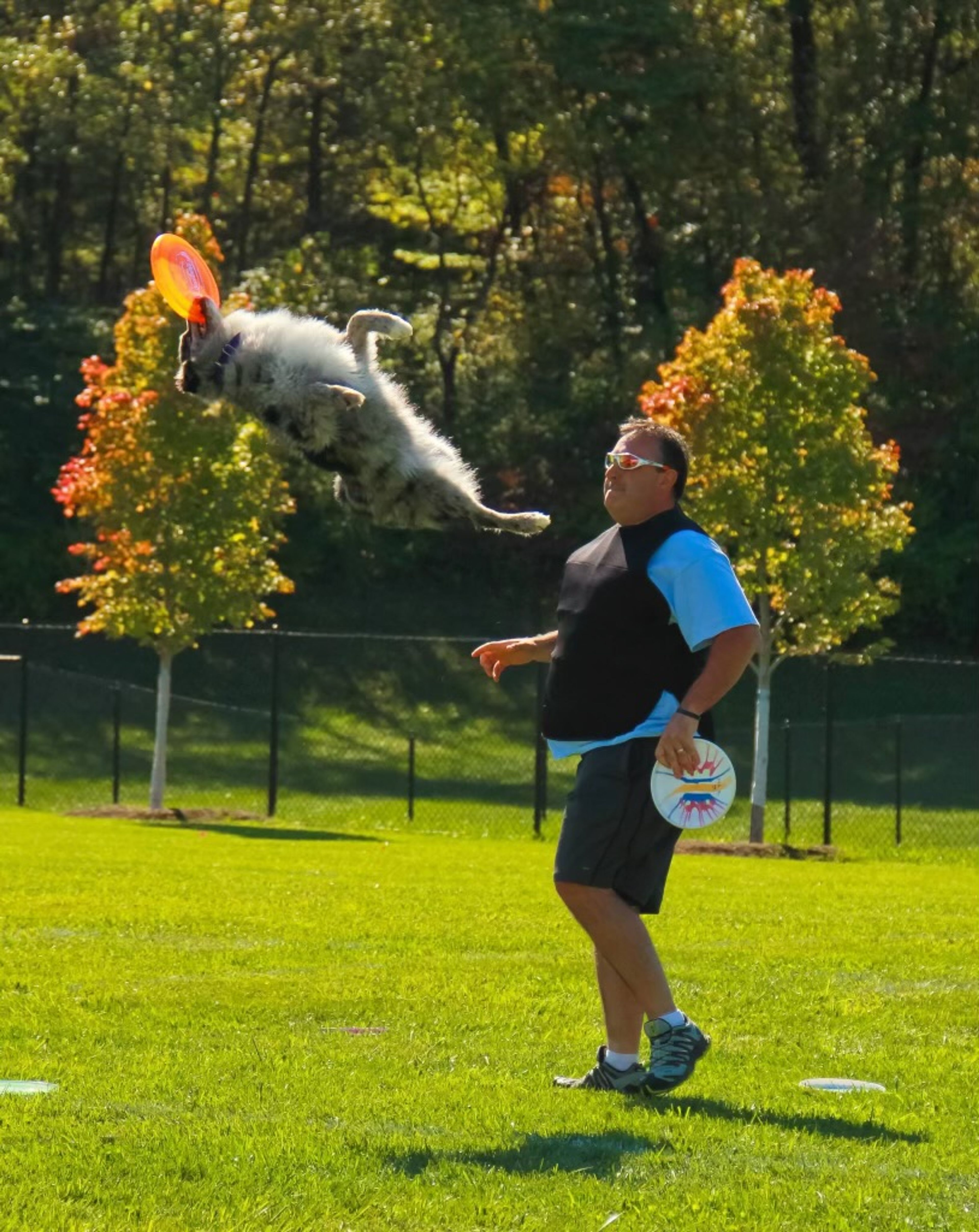 Troy Mool and his first frisbee dog Jazmin playing