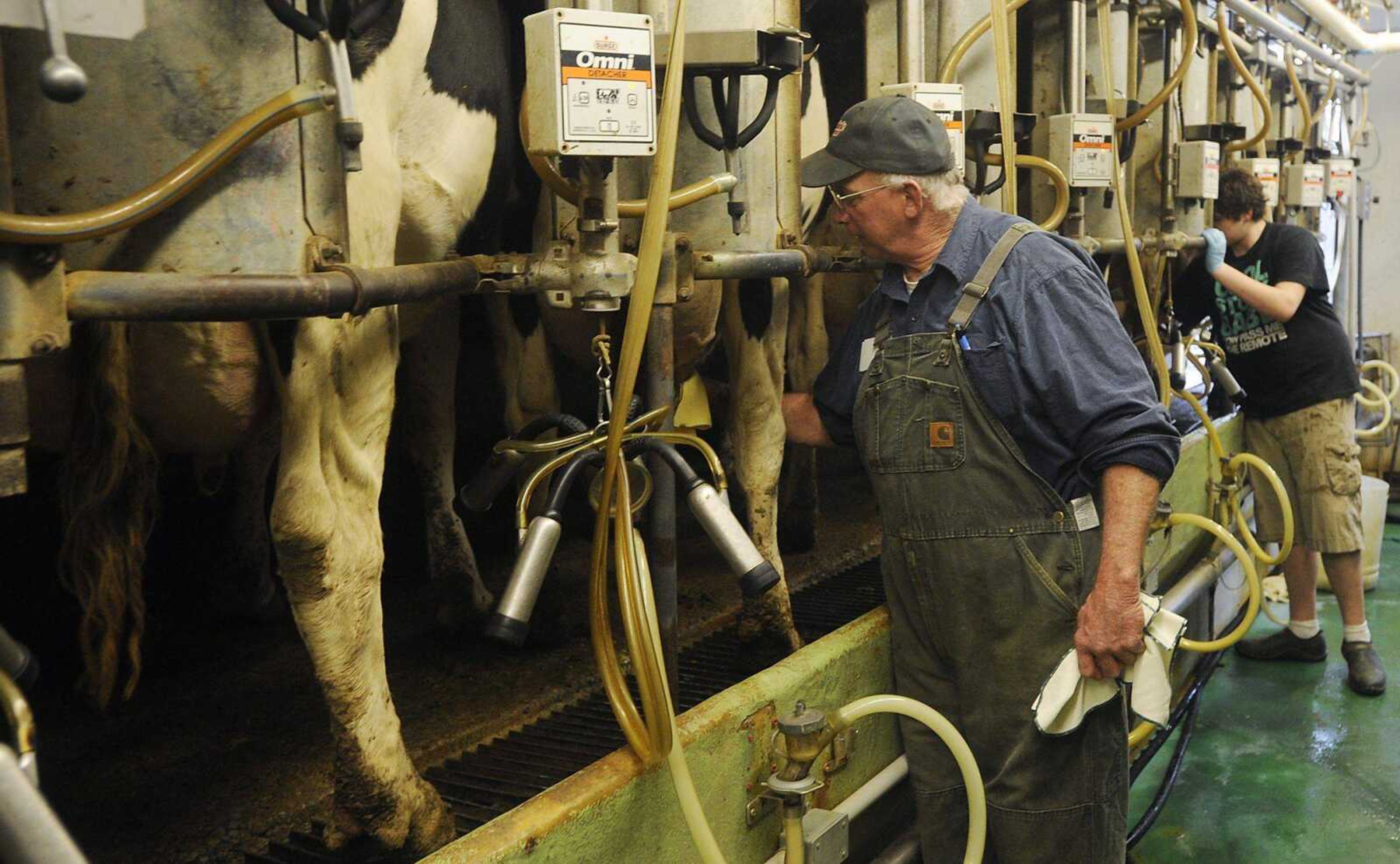 John Schoen, left, and Dylam Warren milk cows Sunday at Schoen Farms Inc., a dairy farm near Oak Ridge. The Milk Income Loss Contract program, a safety net for dairy farmers, is part of the 2012 Farm Bill, which remains in limbo as lawmakers focus on avoiding the fiscal cliff. (ADAM VOGLER)