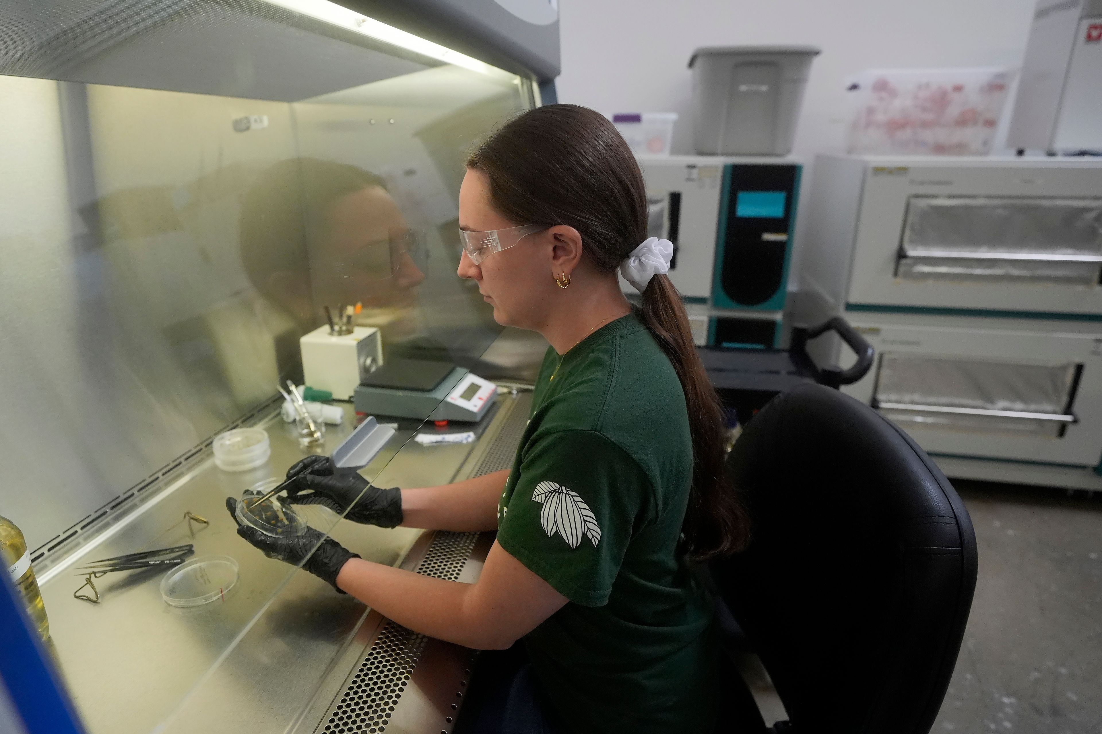 California Cultured lab technician Aubrey McKeand works on cell cultures in the company's lab in West Sacramento, Calif., Wednesday, Aug. 28, 2024. (AP Photo/Jeff Chiu)