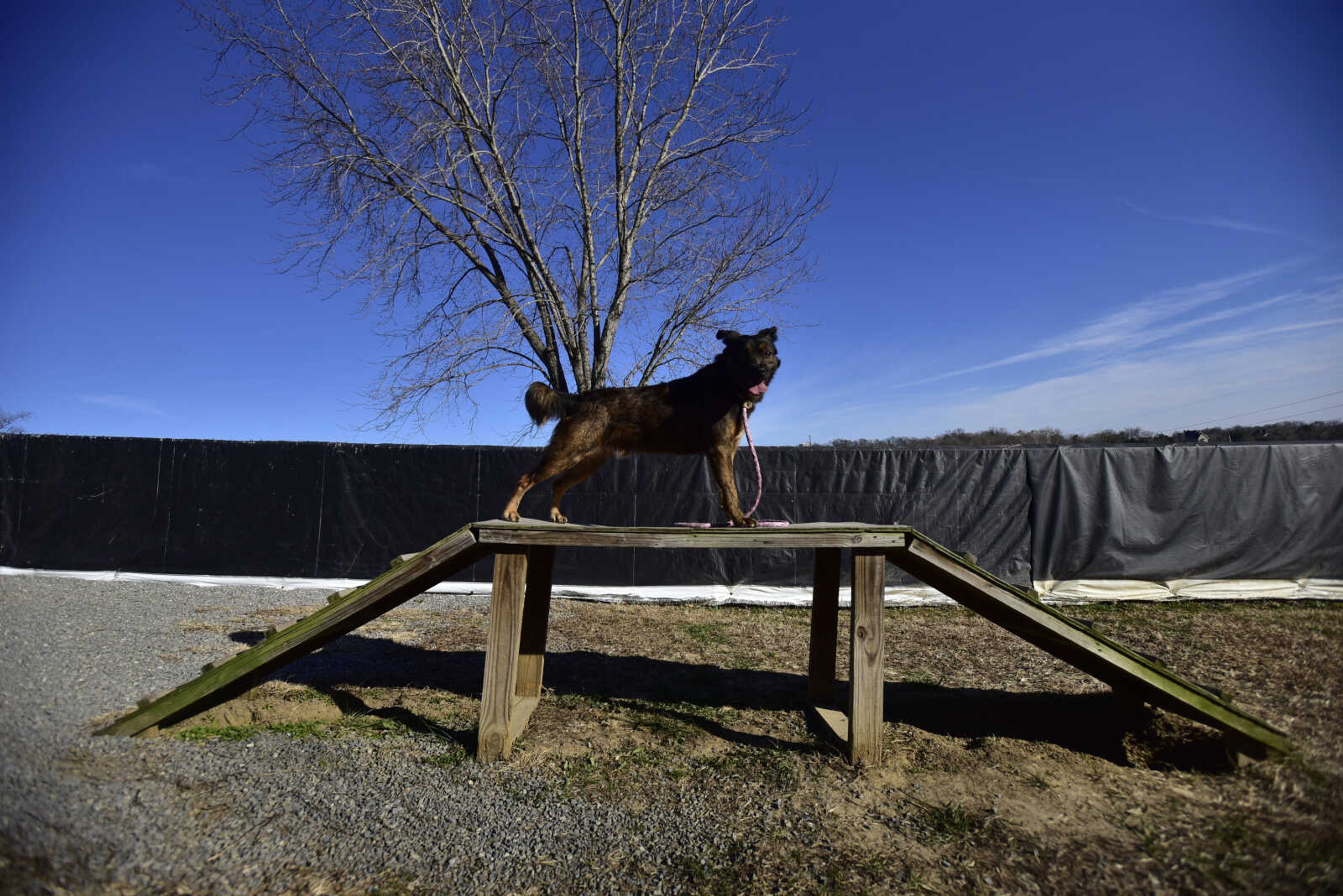 Radley the dog shows off at the 40th anniversary of the Humane Society of Southeast Missouri Saturday, Dec. 16 , 2017 in Cape Girardeau.