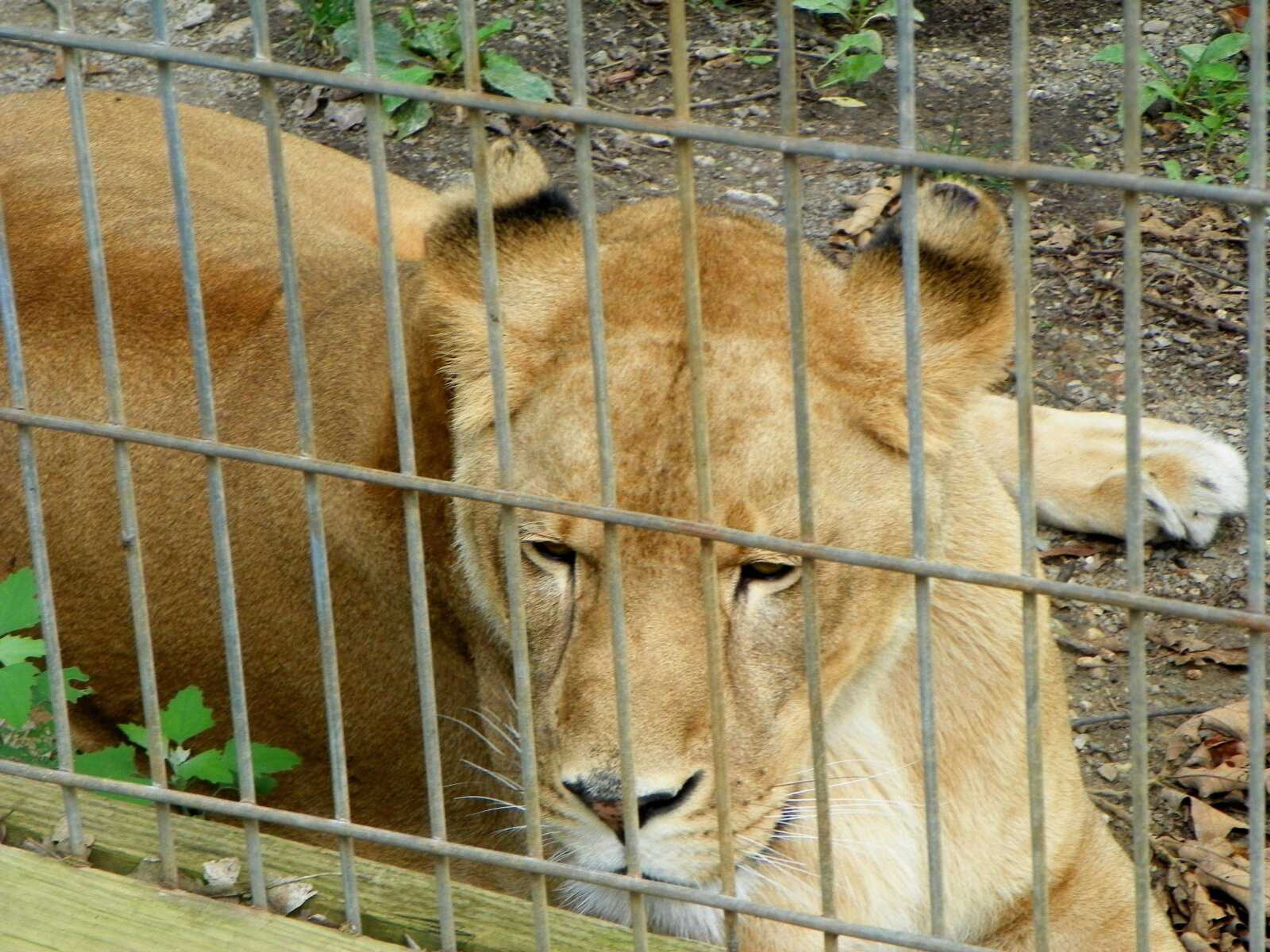 Alexis the Lioness