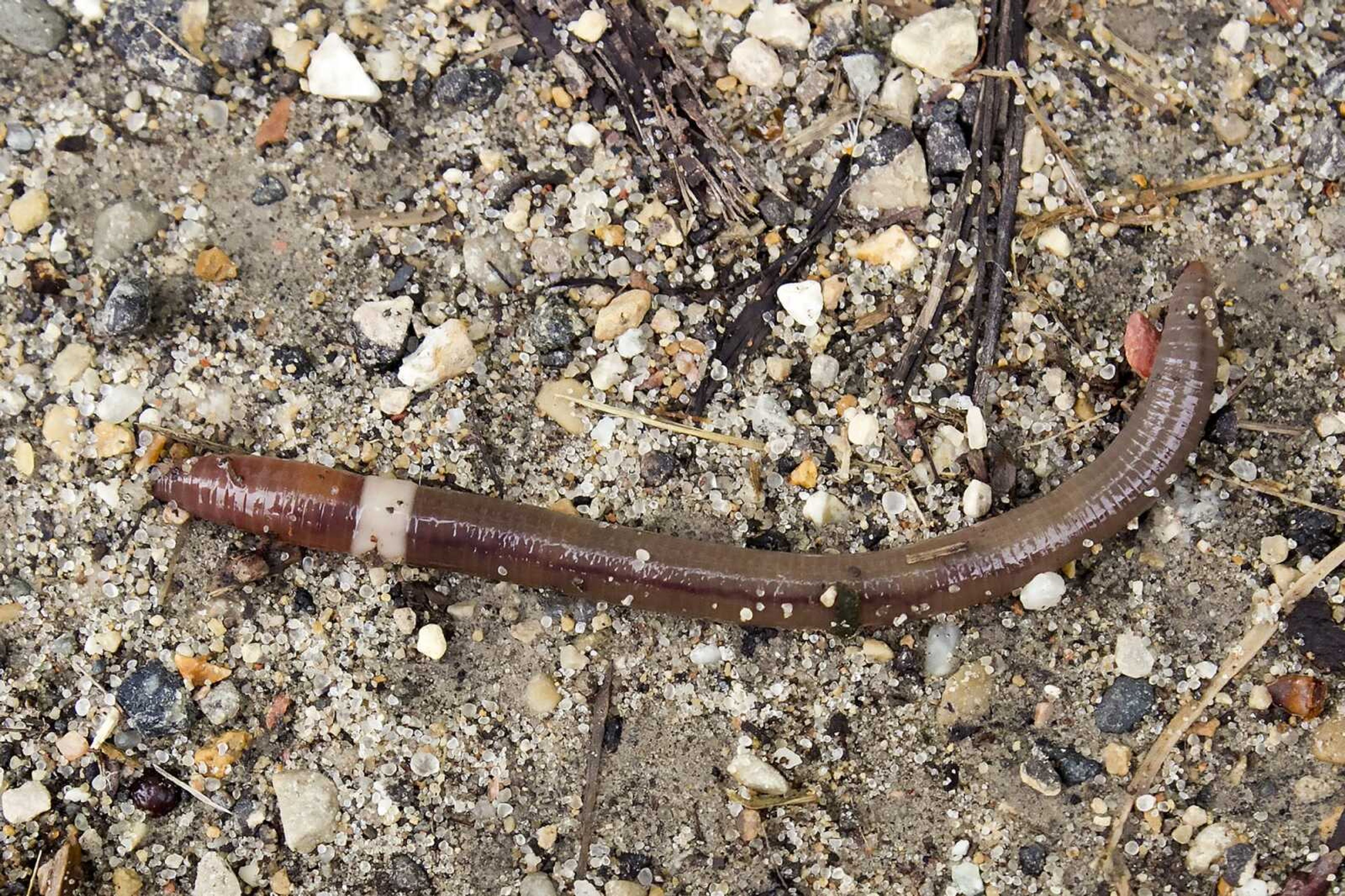 A mature Asian jumping worm found in Madison, Wisconsin. The species is distinguishable from other earthworms by the presence of a creamy gray or white band encircling its body.