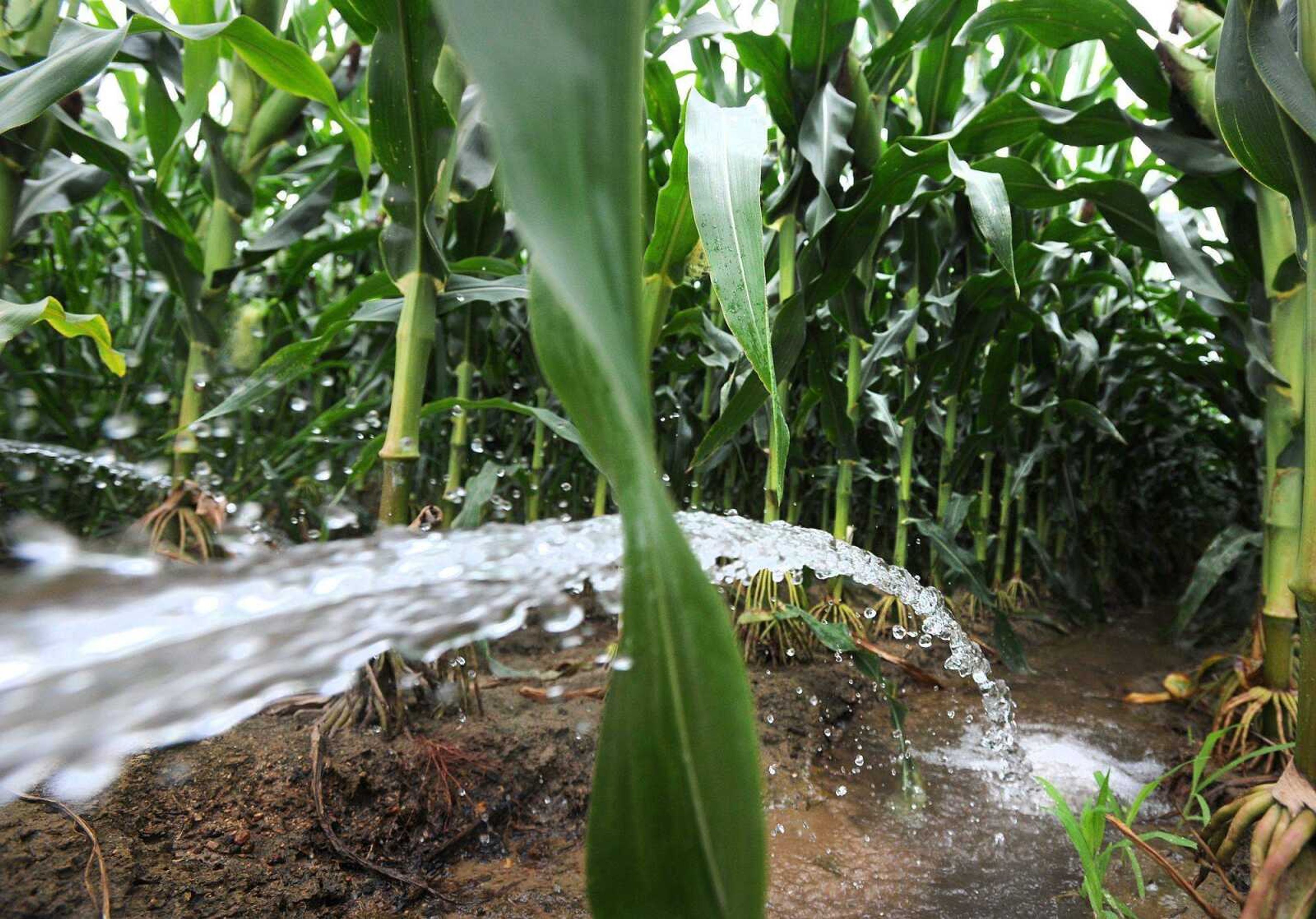 A furrow irrigation system waters a field of corn at Dement Farms in Scott County, Wednesday, July 23, 2014. (Laura Simon)