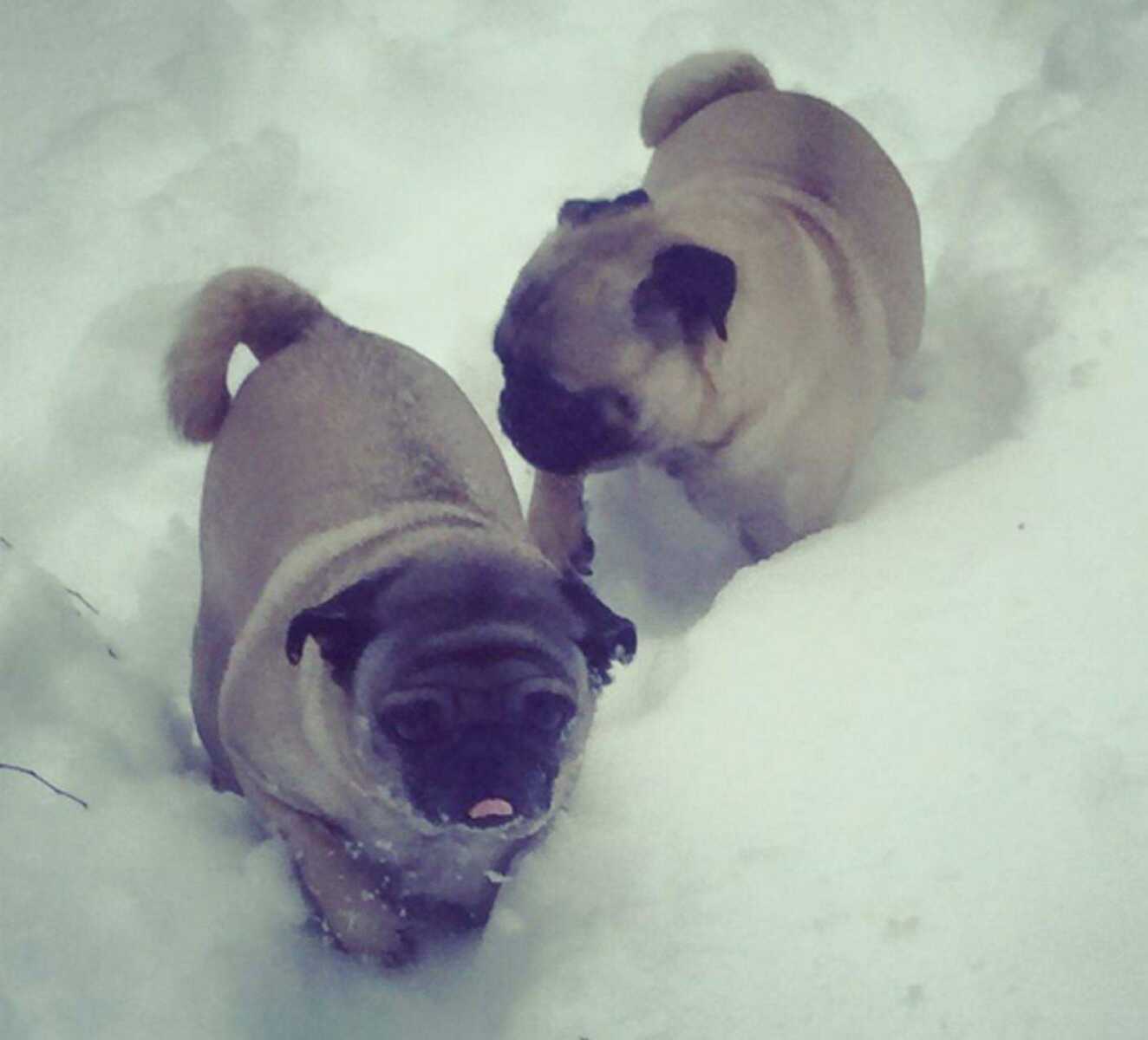 Pet of the week 3/22/15