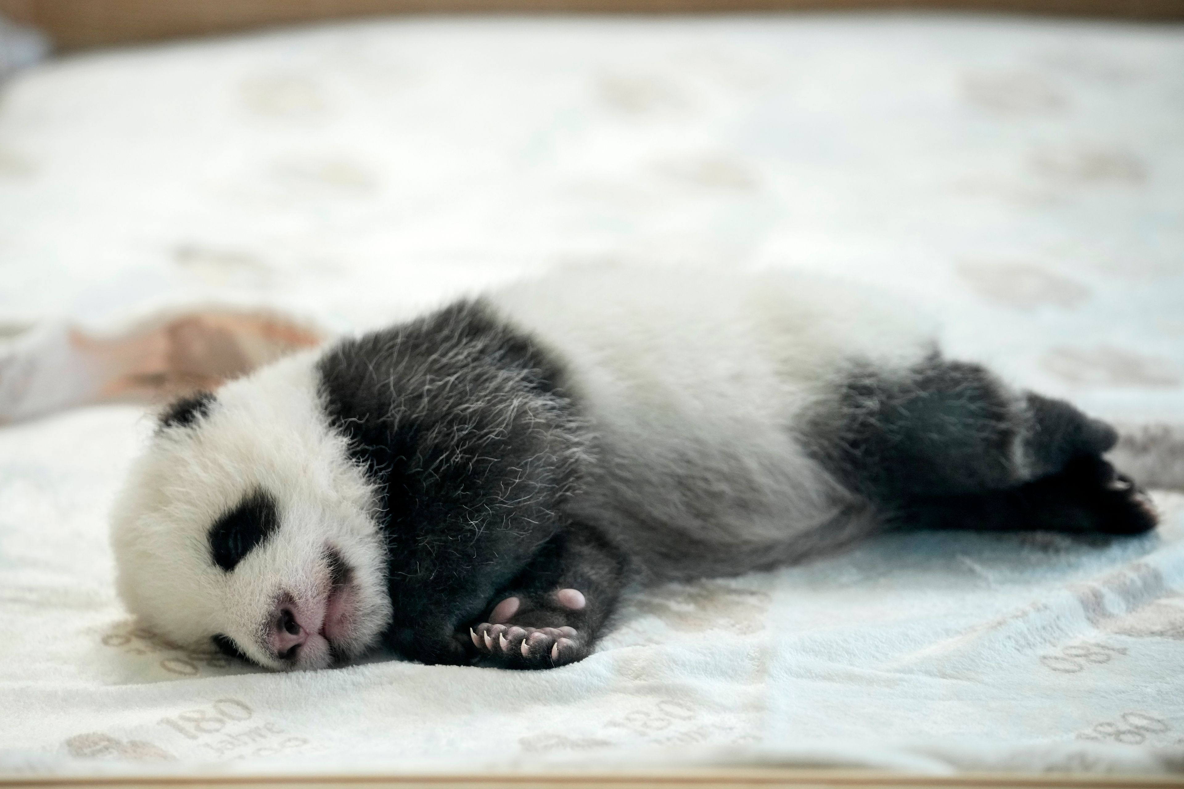 One of the newly born twin panda bear cubs is presented to the media at the Zoo in Berlin, Germany, Tuesday, Oct. 15, 2024. (AP Photo/Ebrahim Noroozi)