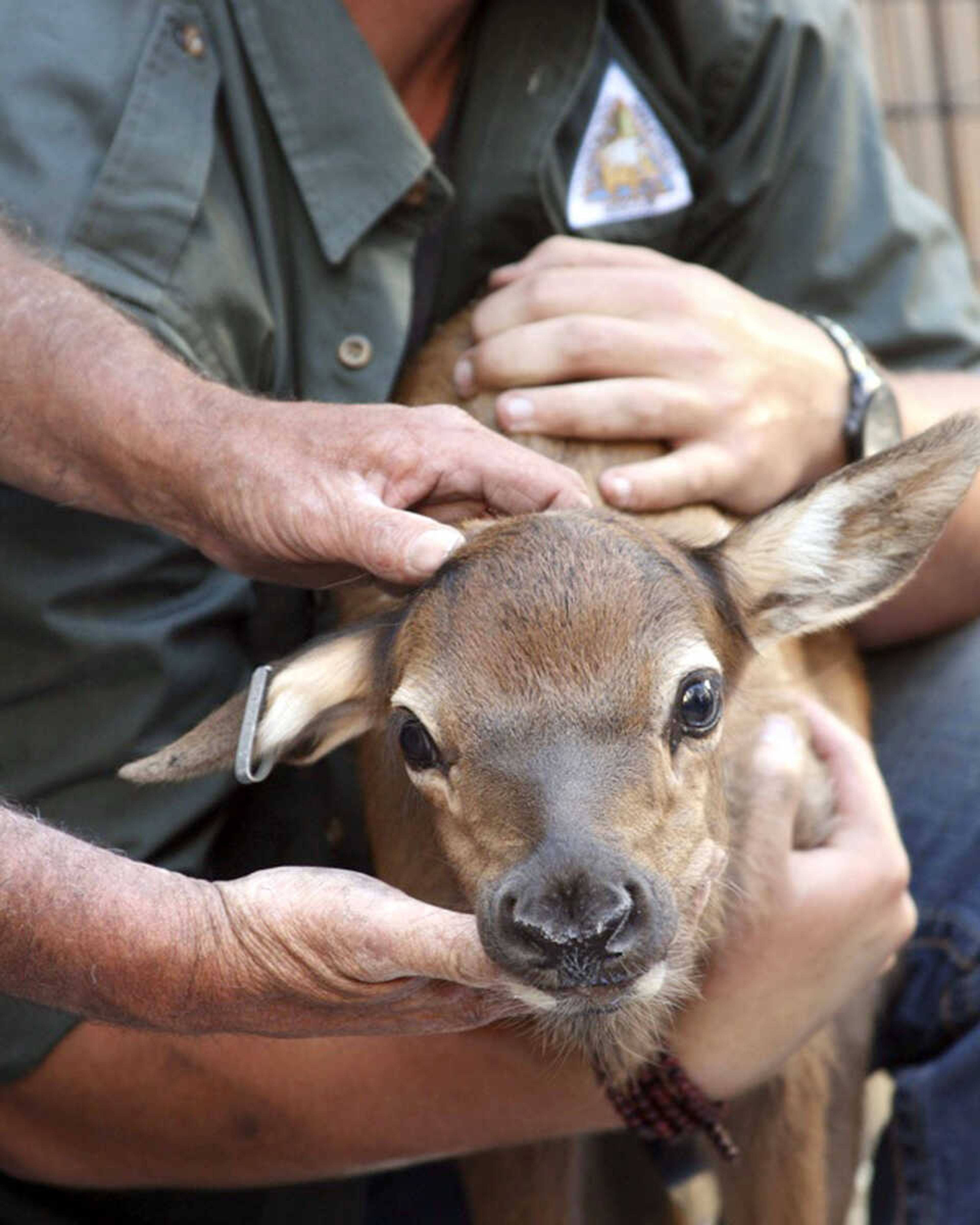 A newborn elk calf is held for examination upon arrival to the holding facility at Peck Ranch Conservation Area on Saturday, May 19. (Missouri Department of Conservation photo by AJ Hendershott)