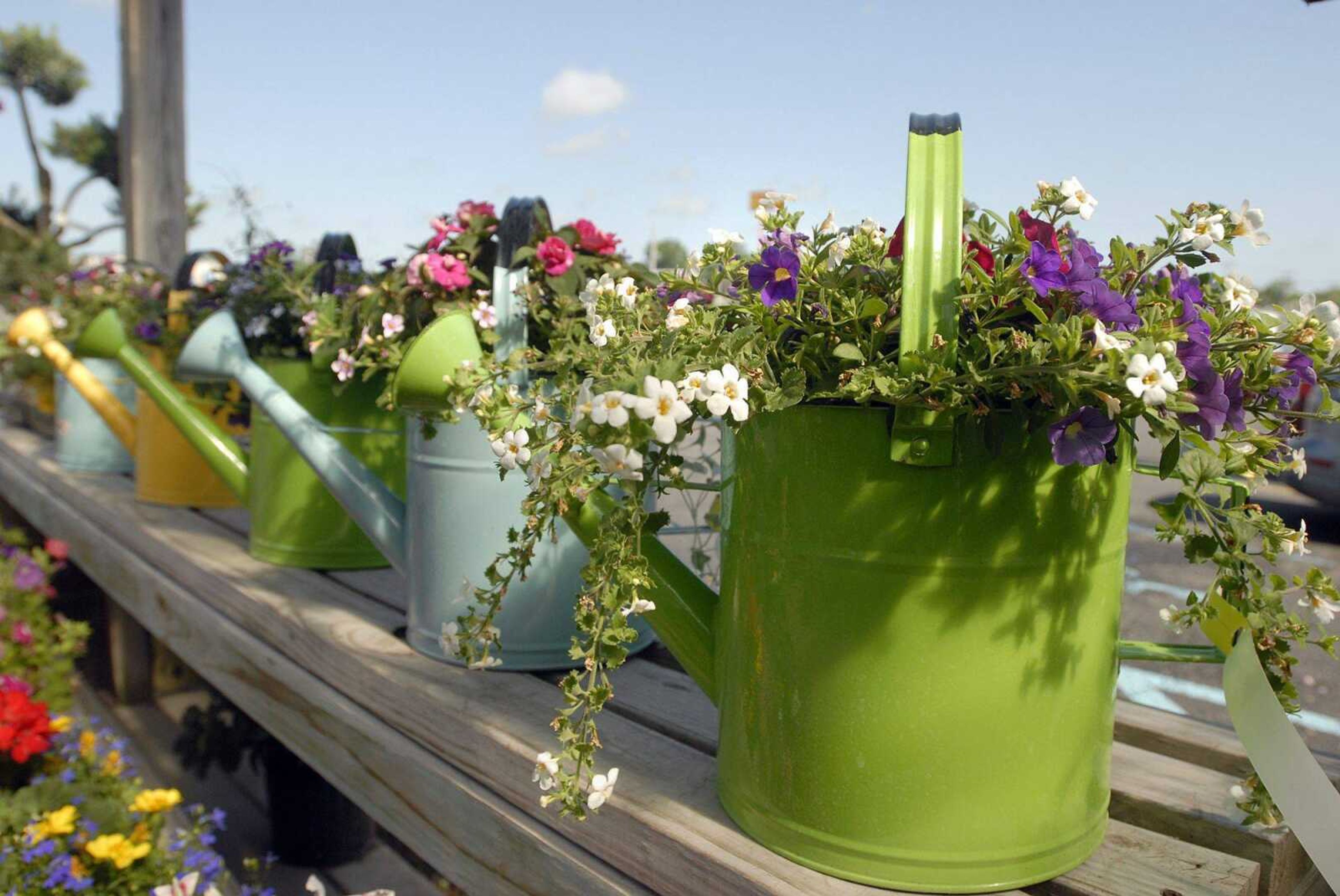 Containers like these decorative watering cans are a good way to grow flowers and vegetables when the soil is too wet for planting. (Laura Simon)