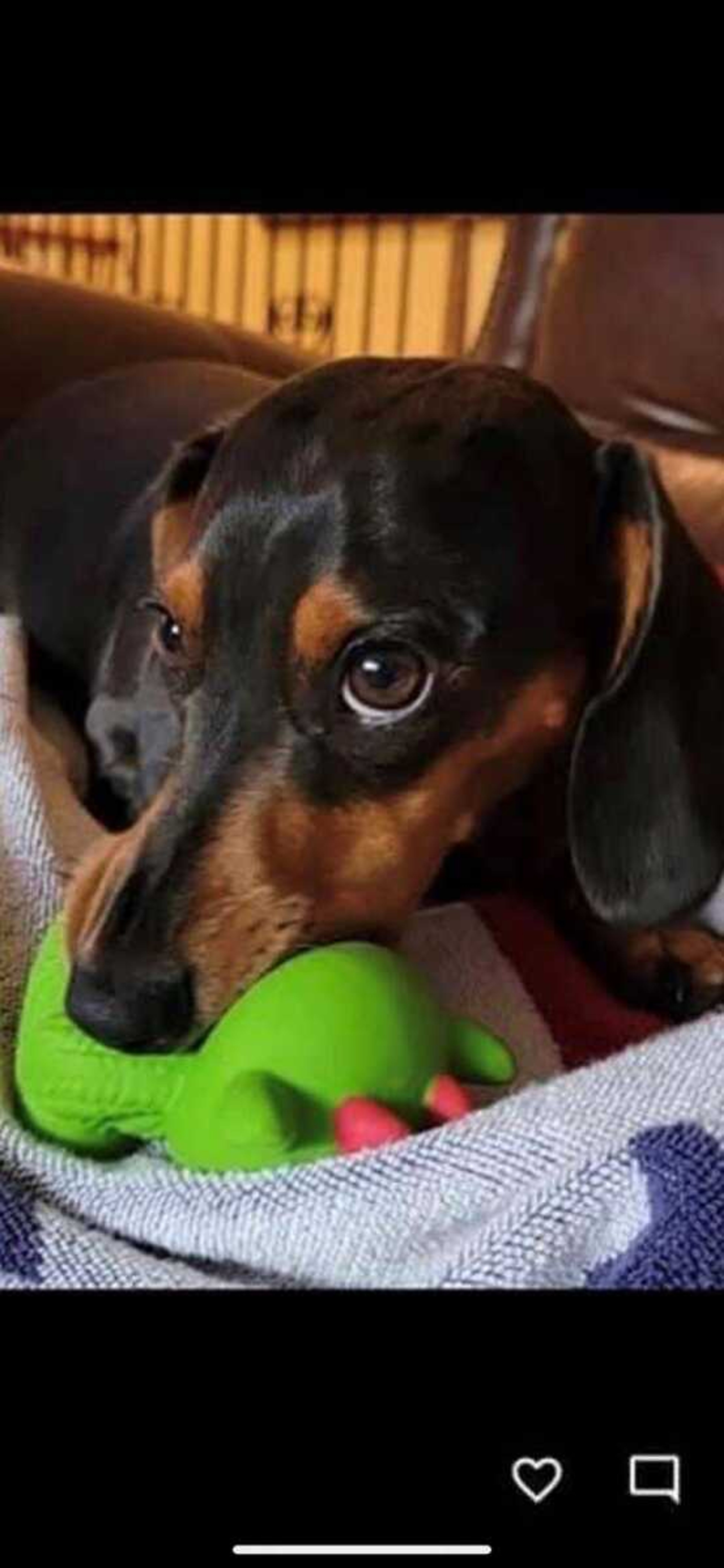 Chocolate Chip&nbsp; -&nbsp; Chocolate Chip loves his toys.