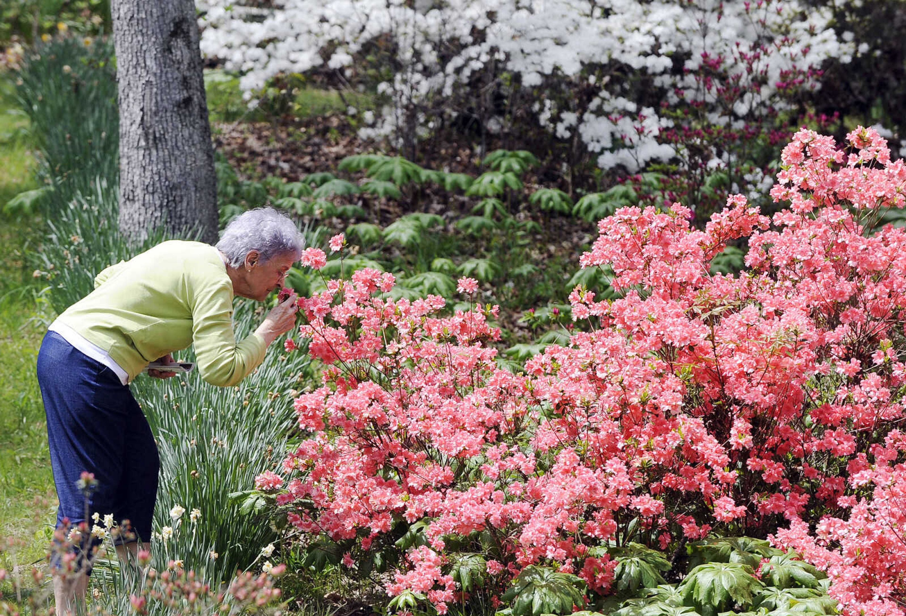 LAURA SIMON ~ lsimon@semissourian.com

Marilyn Wehner of St. Genevieve, Missouri, sniffs one of many colorful azaleas at Pinecrest Azalea Gardens in Oak Ridge on Monday, April 18, 2016. The gardens, which are free to the public, are open through May 15, 2016, and will reopen next March. Visitors can call ahead to the gardens to check the progress of the azalea blooms.